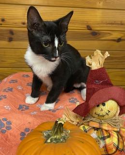 Aiah - adorable tuxedo who loves attention and cuddles