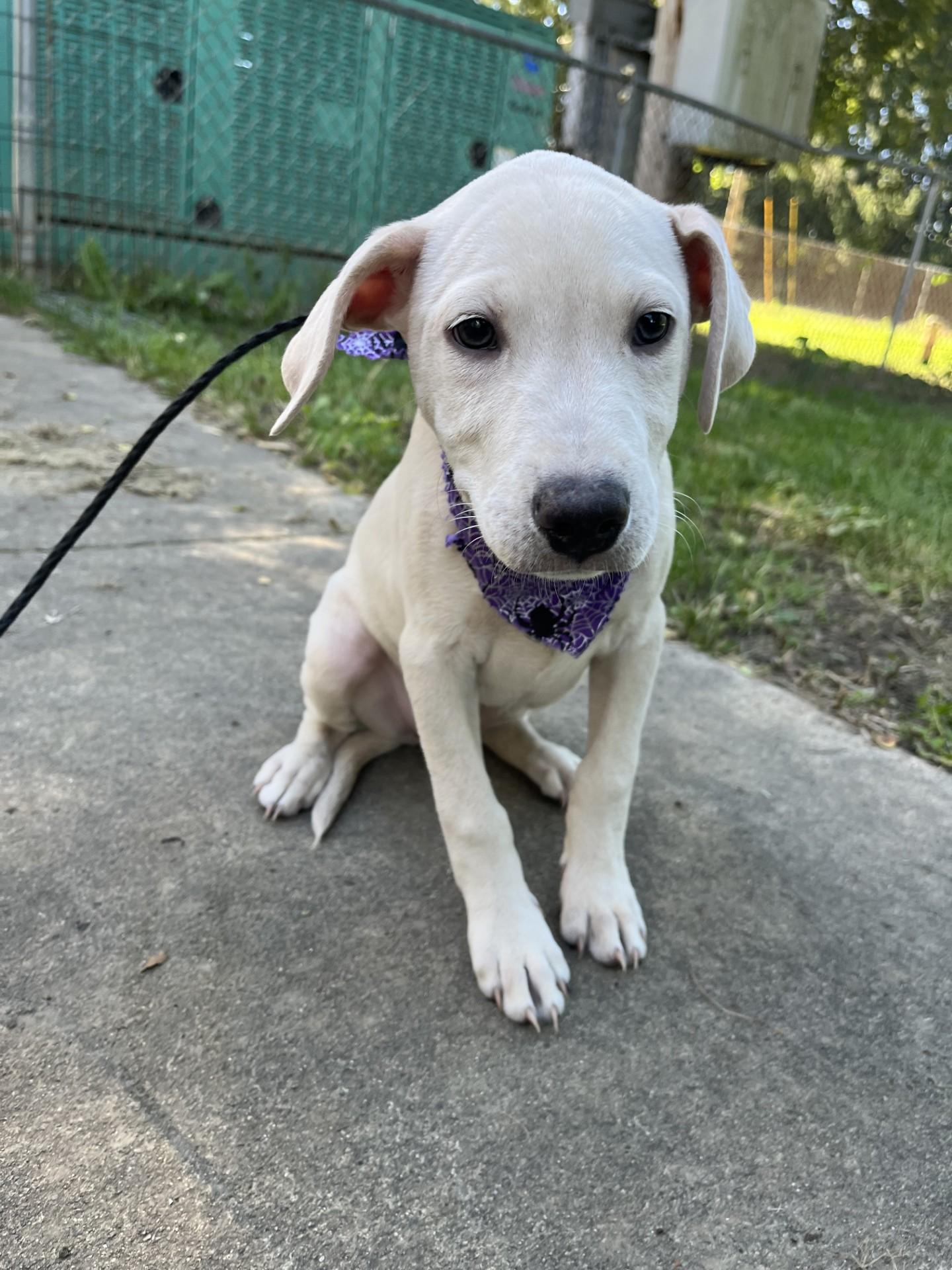 Enlarge Squash, a Adoptable mixed breed in Upper Sandusky, OH image 2/3