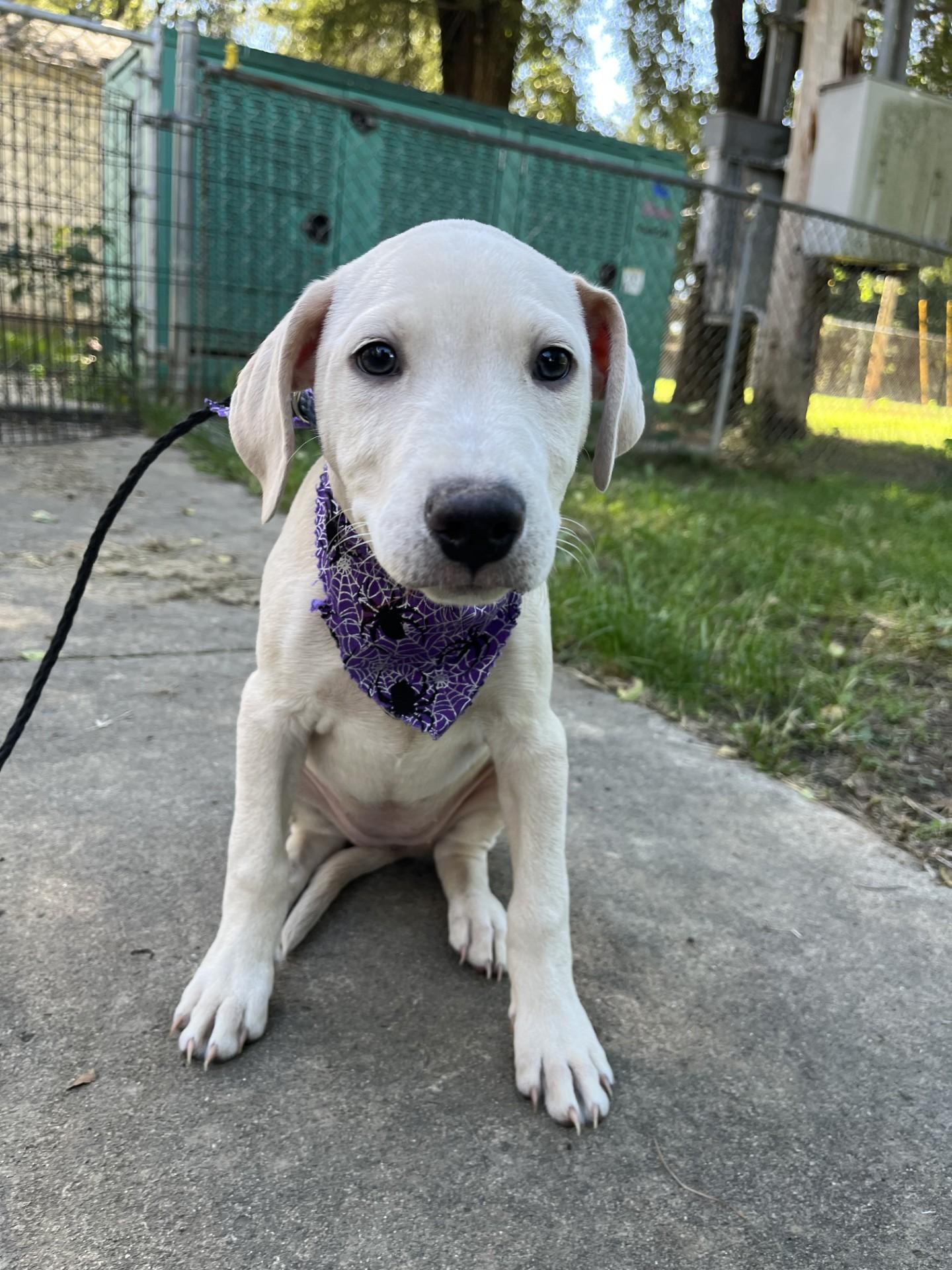 Squash, Adoptable, Young Female Labrador Retriever & Pit Bull Terrier.