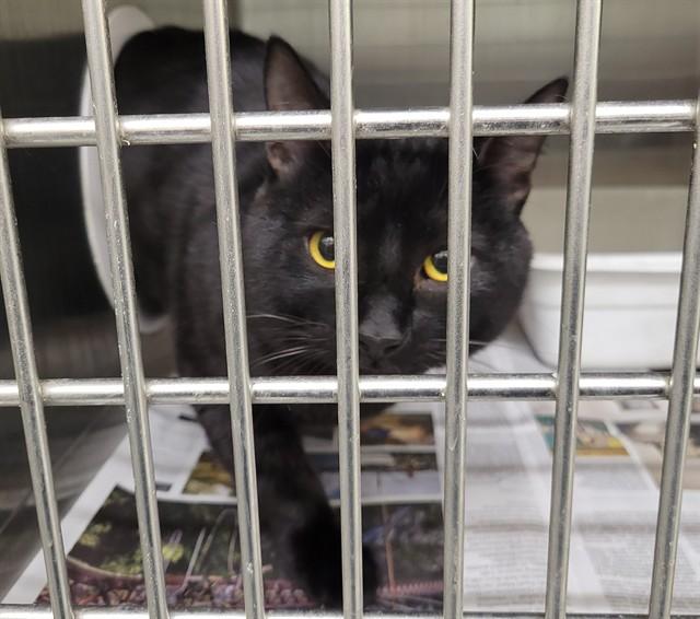 BUCKLEY, Adoptable, Young Male Domestic Short Hair & Domestic Short Hair.