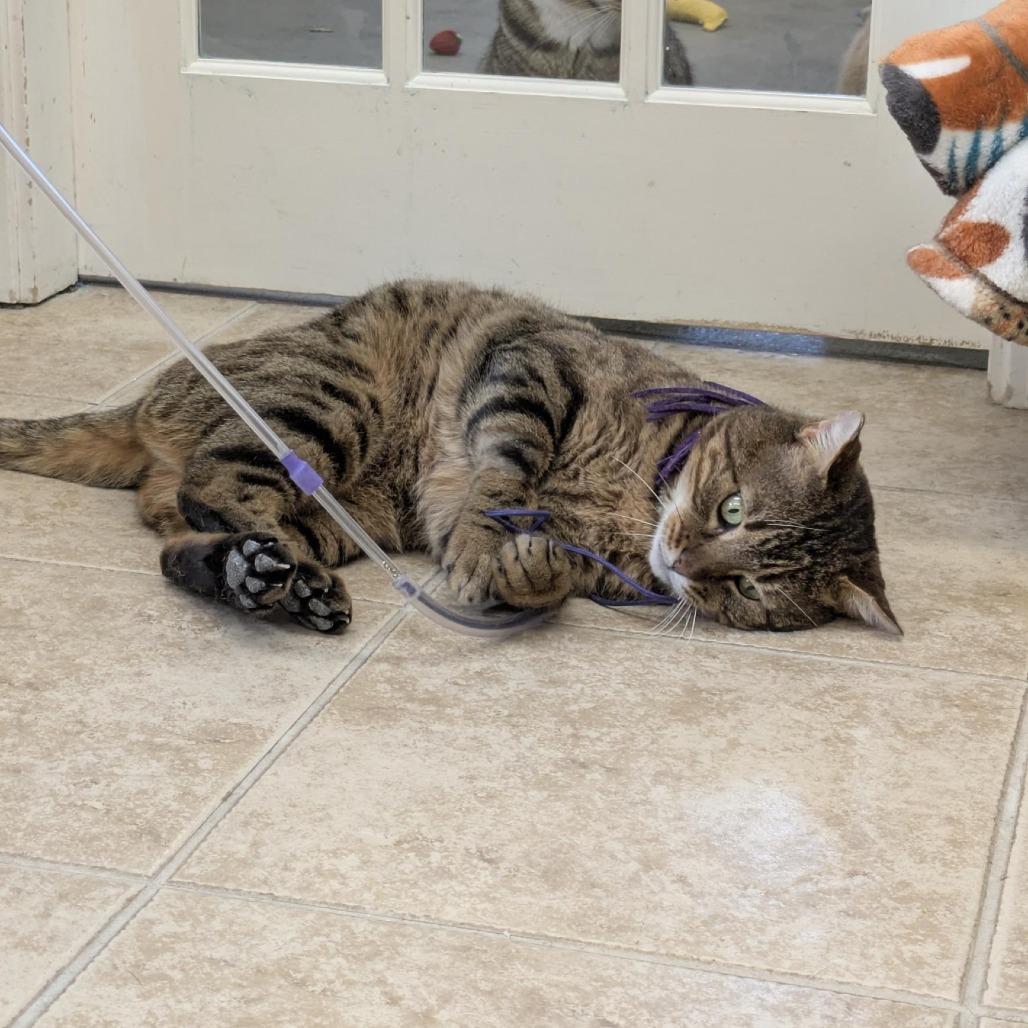 Enlarge Oliver (FIV), a Adoptable Domestic Short Hair in Ashland, MA image 1/5