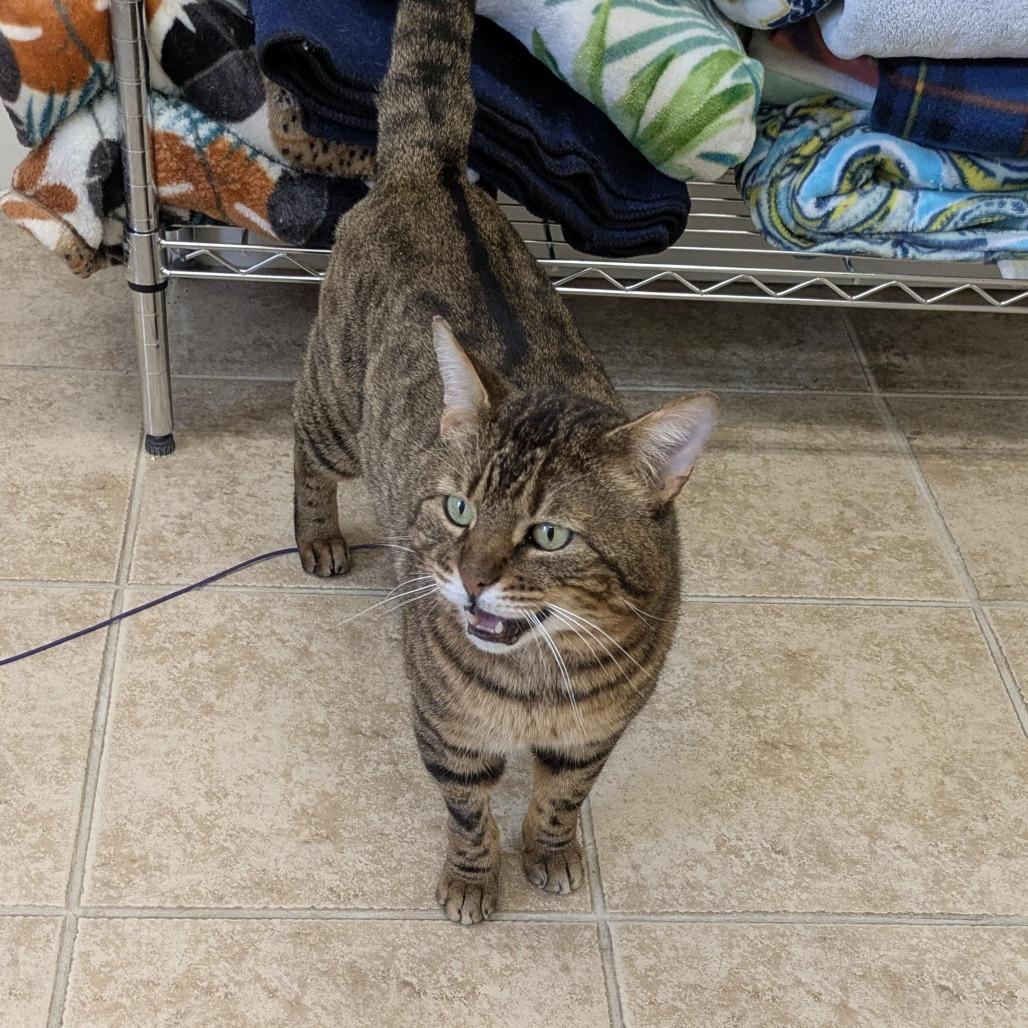 Enlarge Oliver (FIV), a Adoptable Domestic Short Hair in Ashland, MA image 2/5