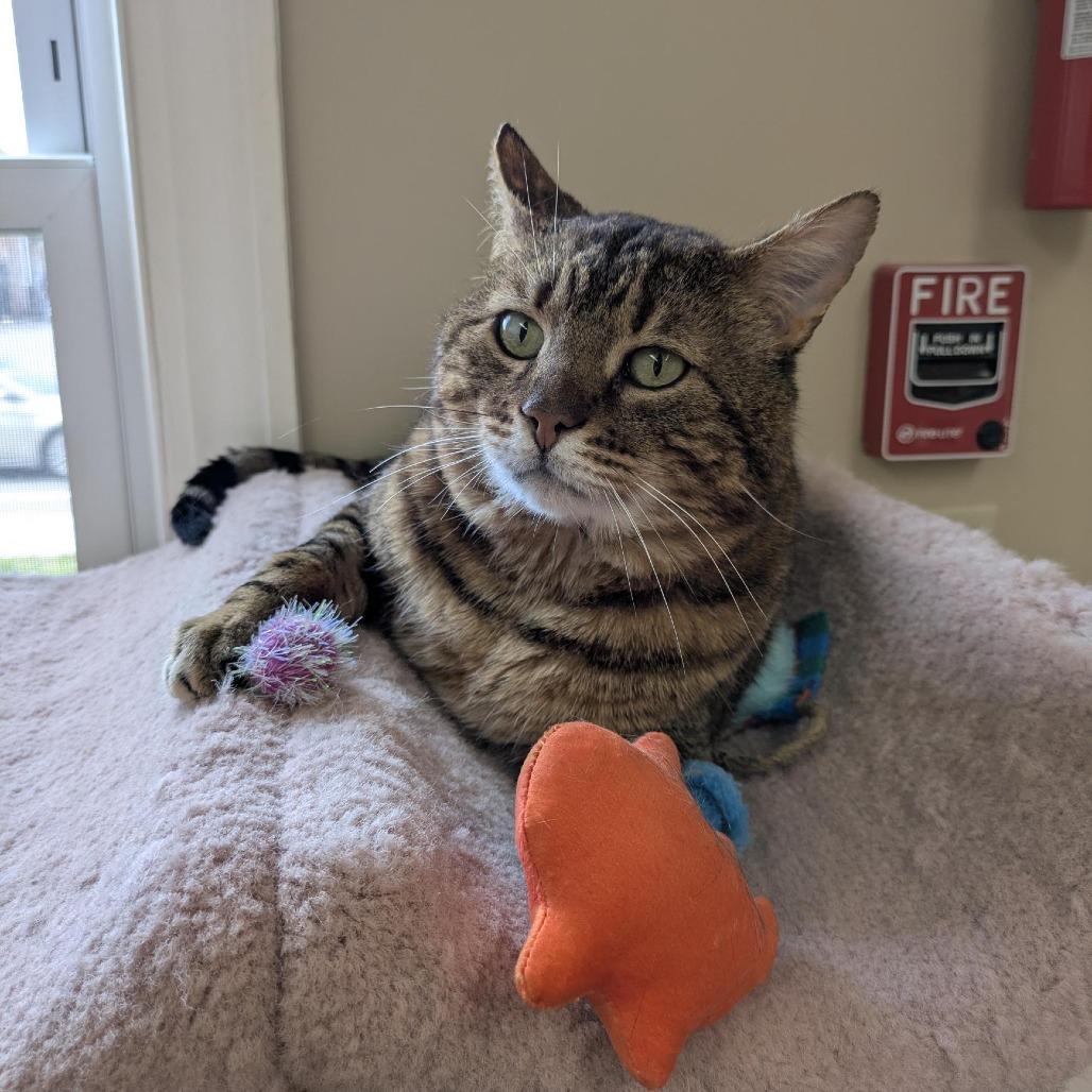 Enlarge Oliver (FIV), a Adoptable Domestic Short Hair in Ashland, MA image 3/5