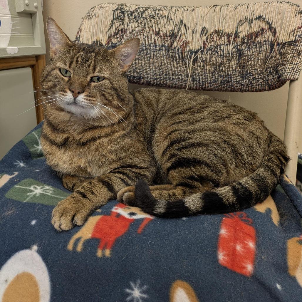 Enlarge Oliver (FIV), a Adoptable Domestic Short Hair in Ashland, MA image 4/5