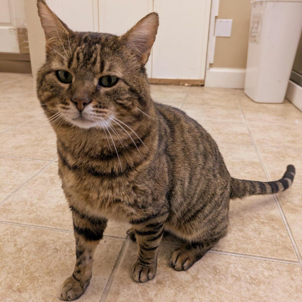 Enlarge Oliver (FIV), a Adoptable Domestic Short Hair in Ashland, MA image 5/5