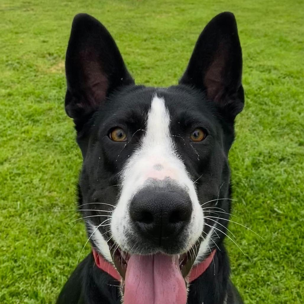 Enlarge Ileane, a Adoptable mixed breed in Riverside, CA image 1/6