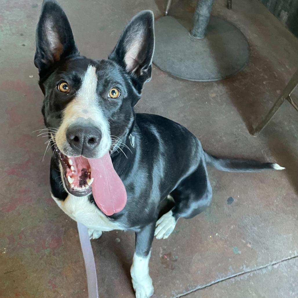 Ileane, Adoptable, Young Female German Shepherd Dog & Mixed Breed.