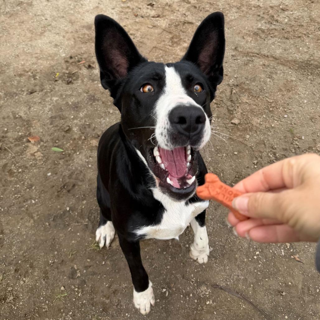 Enlarge Ileane, a Adoptable mixed breed in Riverside, CA image 2/6