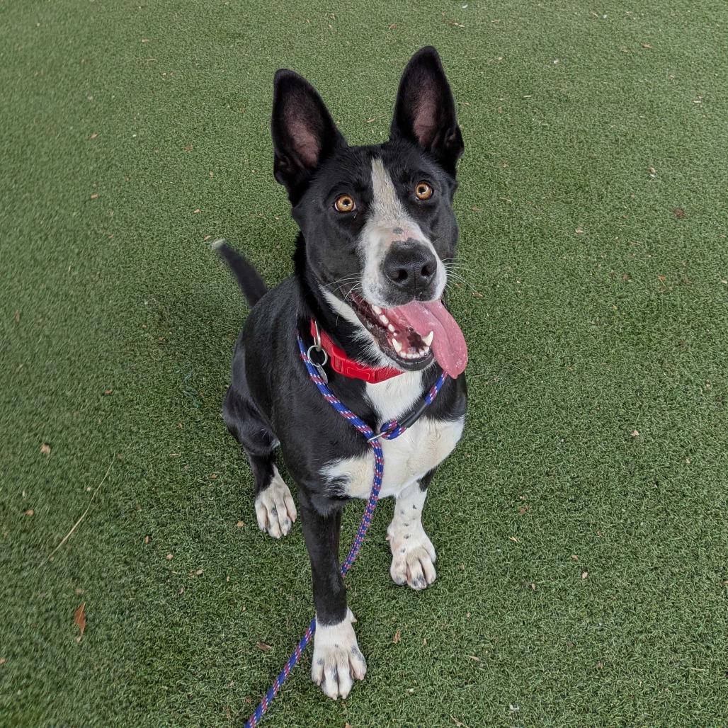 Enlarge Ileane, a Adoptable mixed breed in Riverside, CA image 3/6