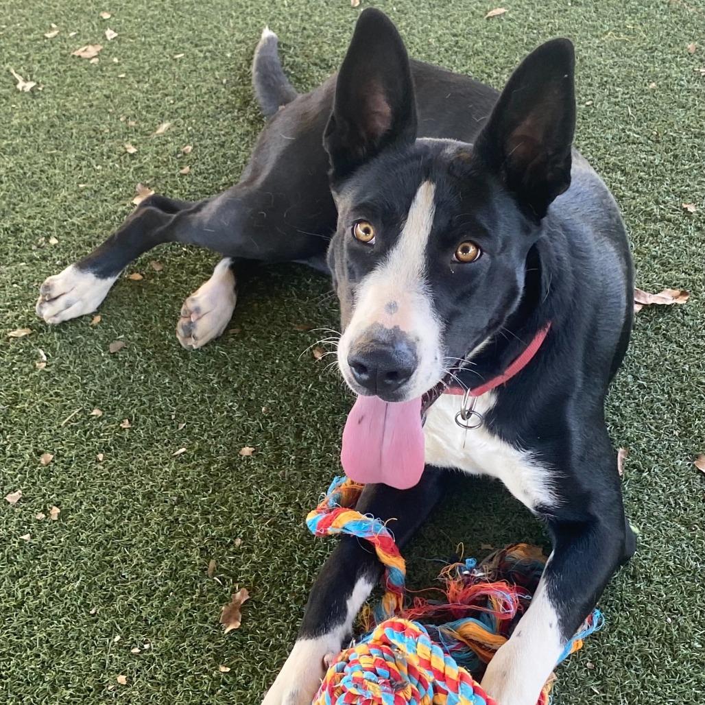 Ileane, Adoptable, Young Female German Shepherd Dog & Mixed Breed.