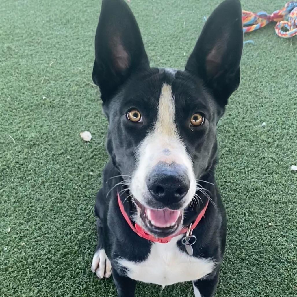 Enlarge Ileane, a Adoptable mixed breed in Riverside, CA image 2/6