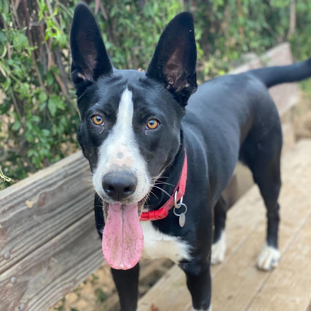 Enlarge Ileane, a Adoptable mixed breed in Riverside, CA image 4/6