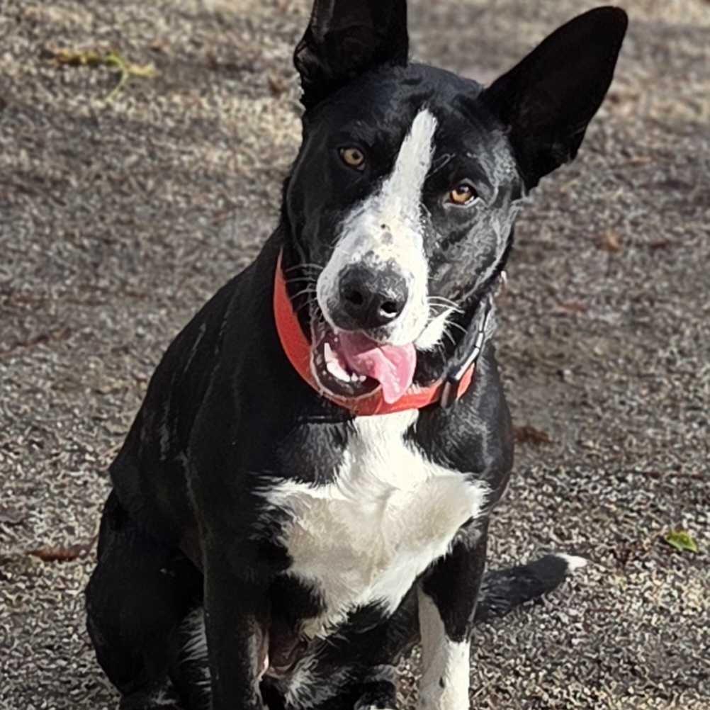 Enlarge Ileane, a Adoptable mixed breed in Riverside, CA image 3/6