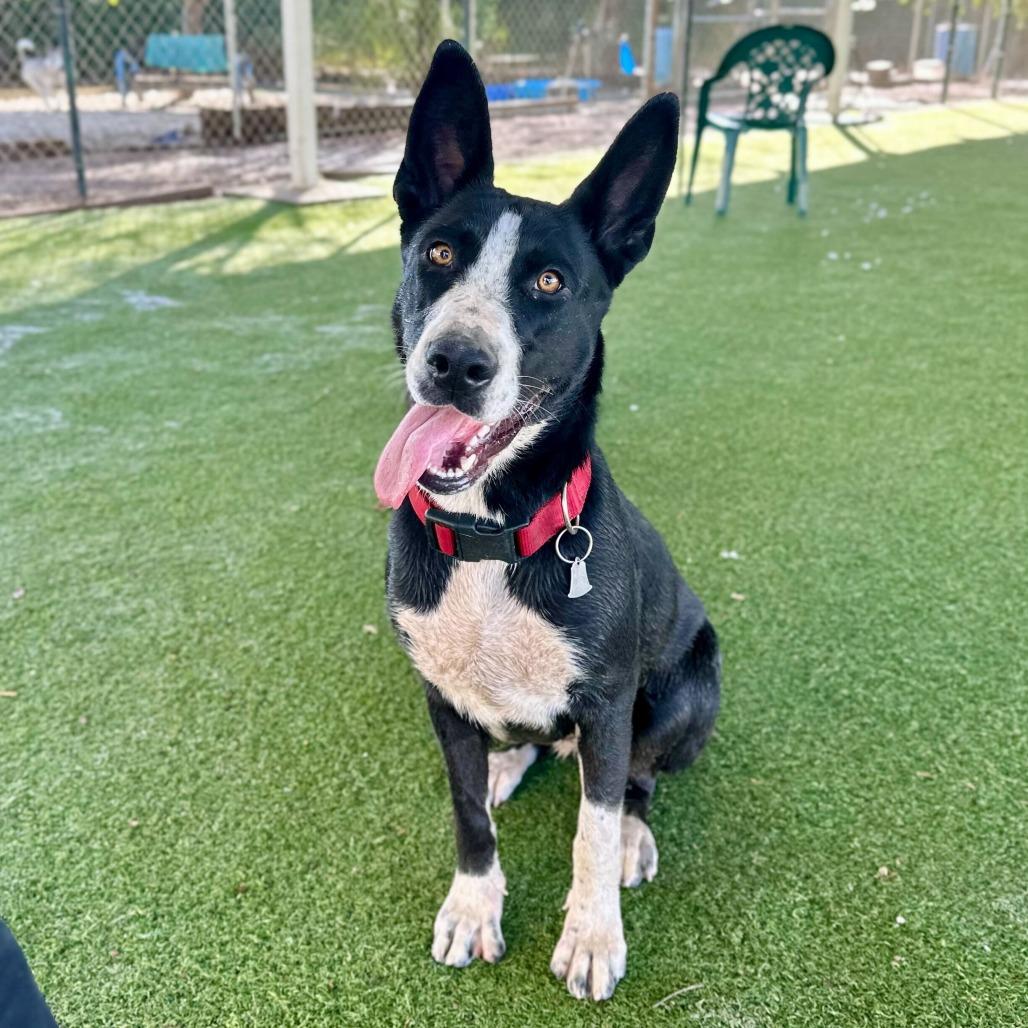 Enlarge Ileane, a Adoptable mixed breed in Riverside, CA image 4/6