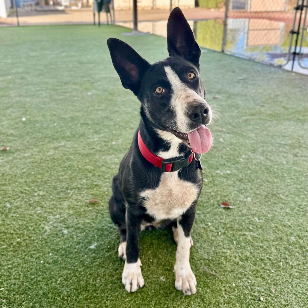 Enlarge Ileane, a Adoptable mixed breed in Riverside, CA image 6/6