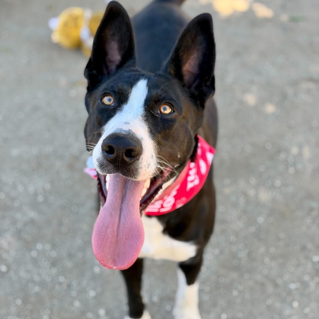 Enlarge Ileane, a Adoptable mixed breed in Riverside, CA image 6/6