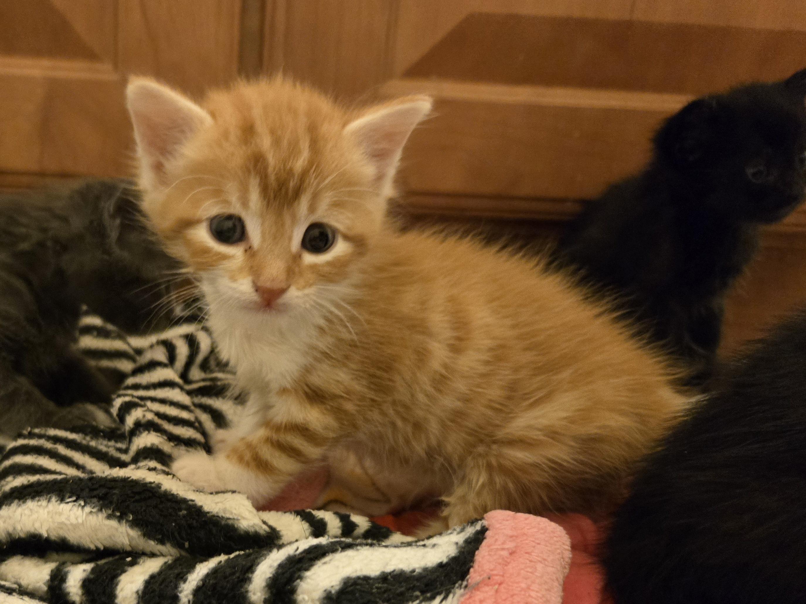 Enlarge Pretzel, a Adoptable Tabby in Concord, OH image 2/6