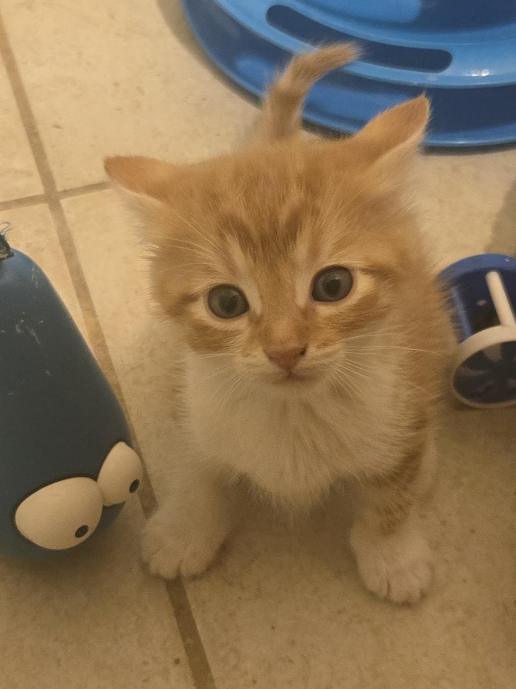 Enlarge Pretzel, a Adoptable Tabby in Concord, OH image 6/6