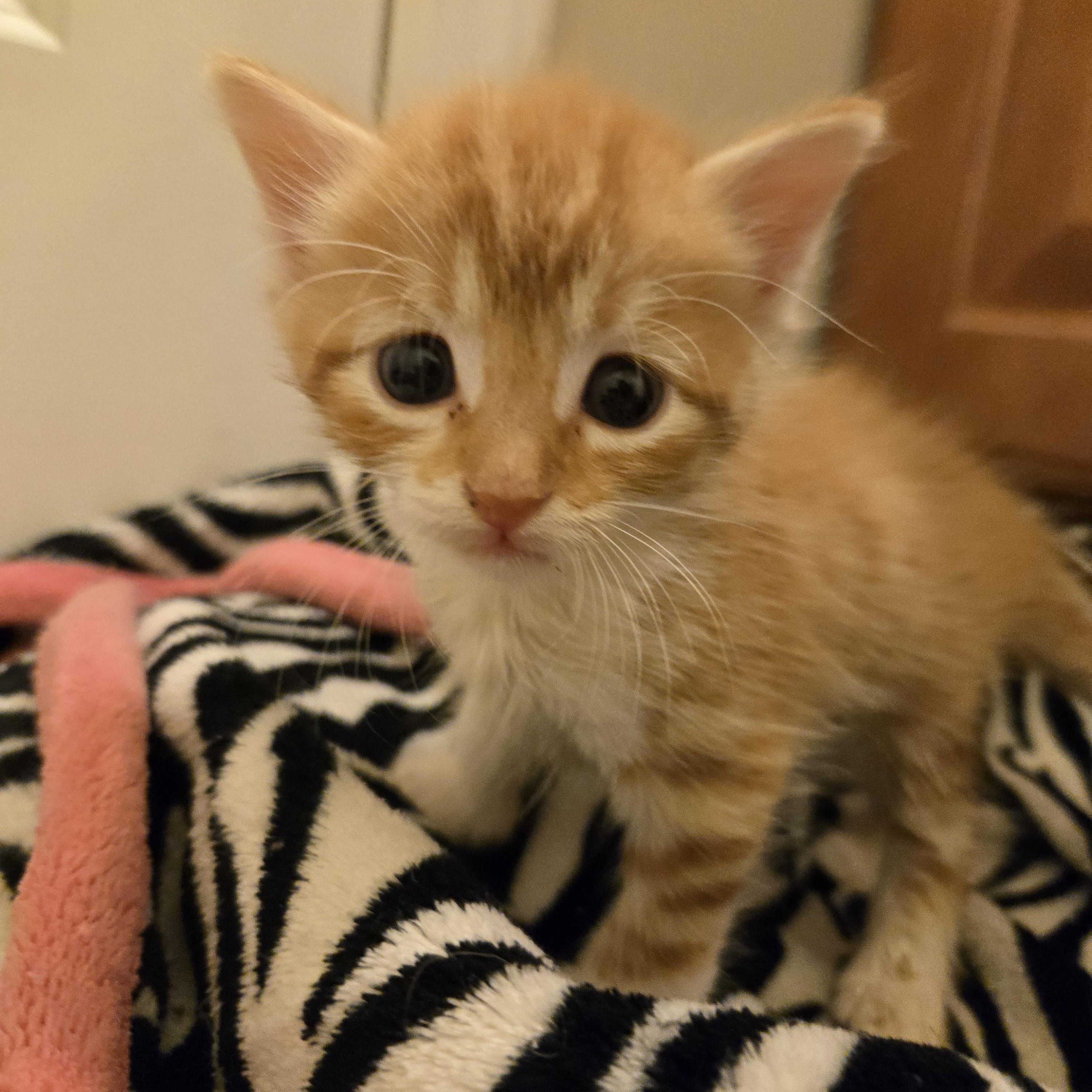Pretzel, Adoptable, Kitten Male Tabby.