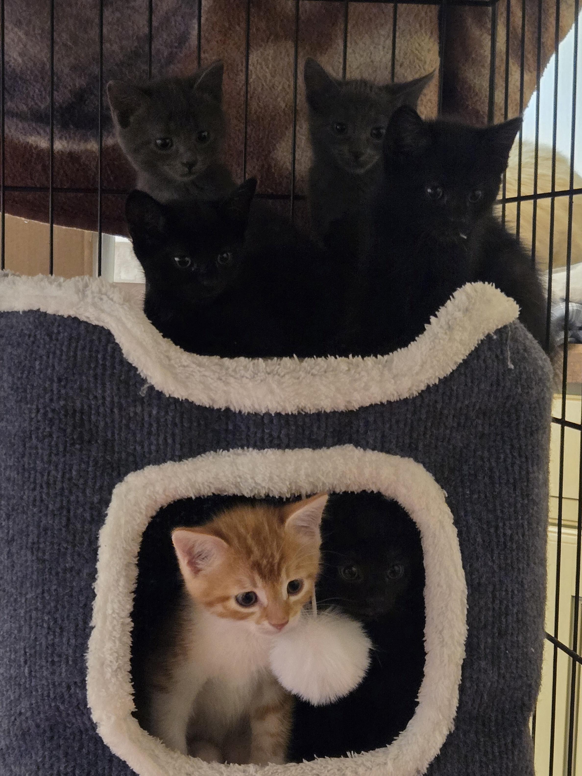 Enlarge Pretzel, a Adoptable Tabby in Concord, OH image 5/6