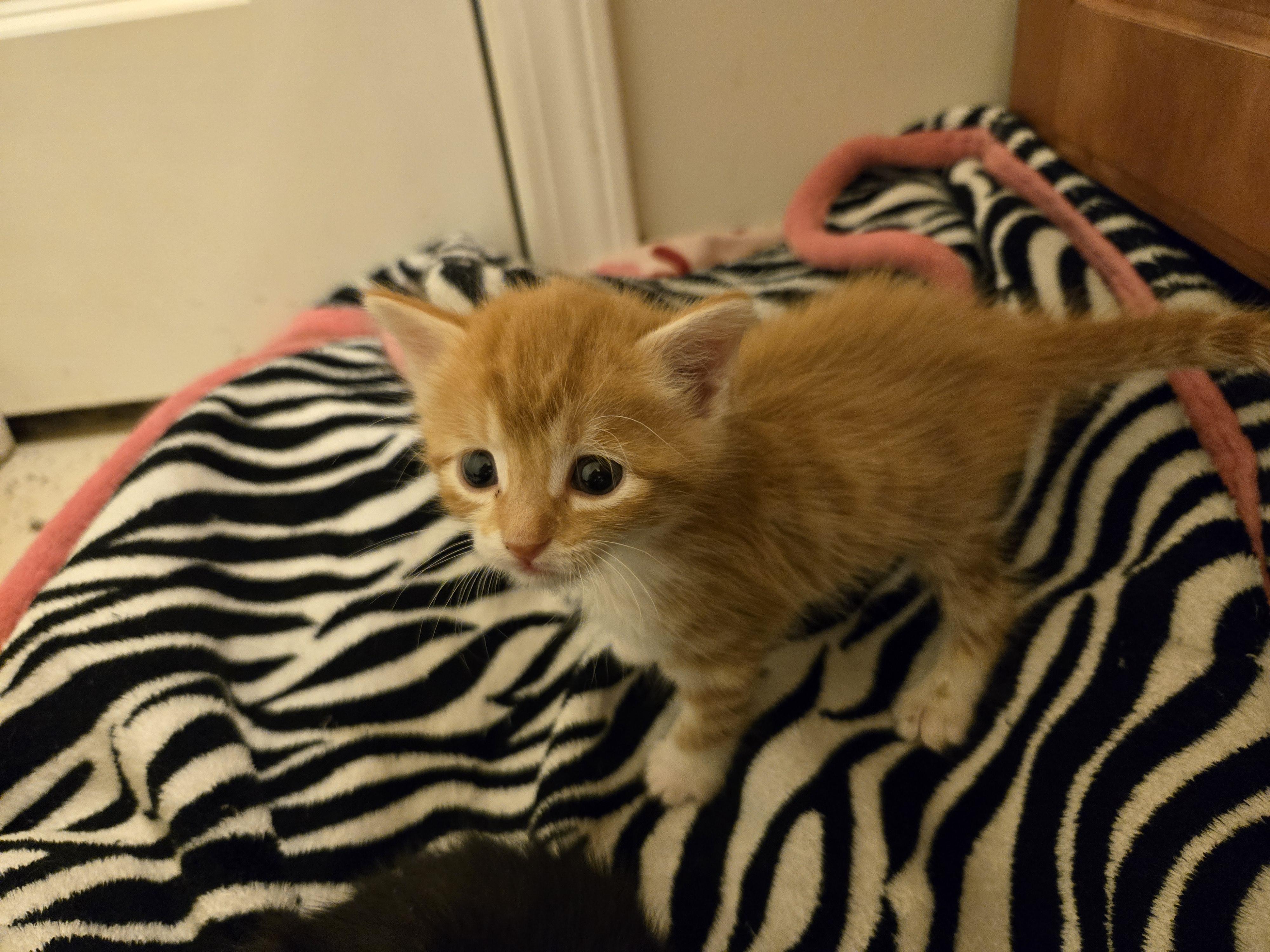 Enlarge Pretzel, a Adoptable Tabby in Concord, OH image 4/6