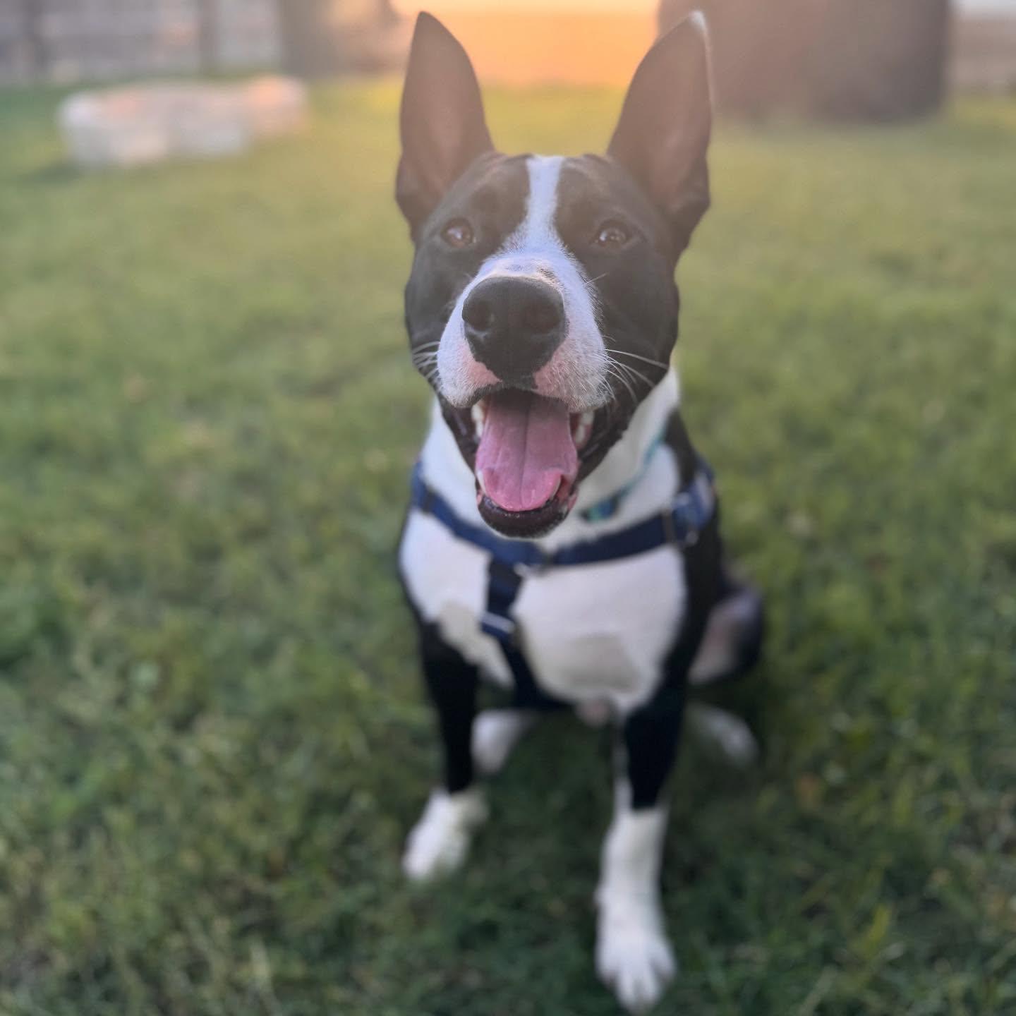 Enlarge Agent - **ADOPTION FEE WAIVED**, an adopted mixed breed in San Antonio, TX image 2/5