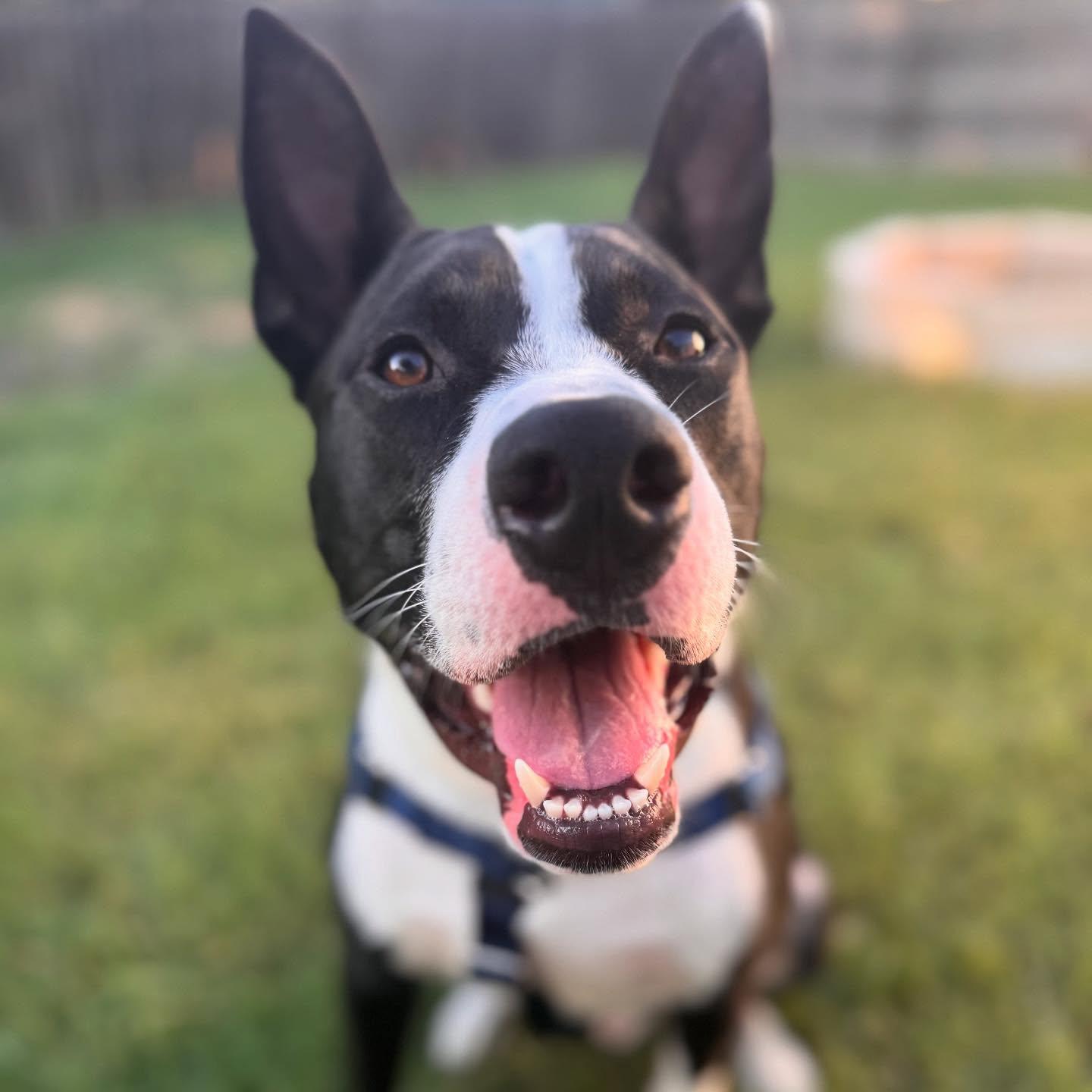 Enlarge Agent - **ADOPTION FEE WAIVED**, an adopted mixed breed in San Antonio, TX image 3/5