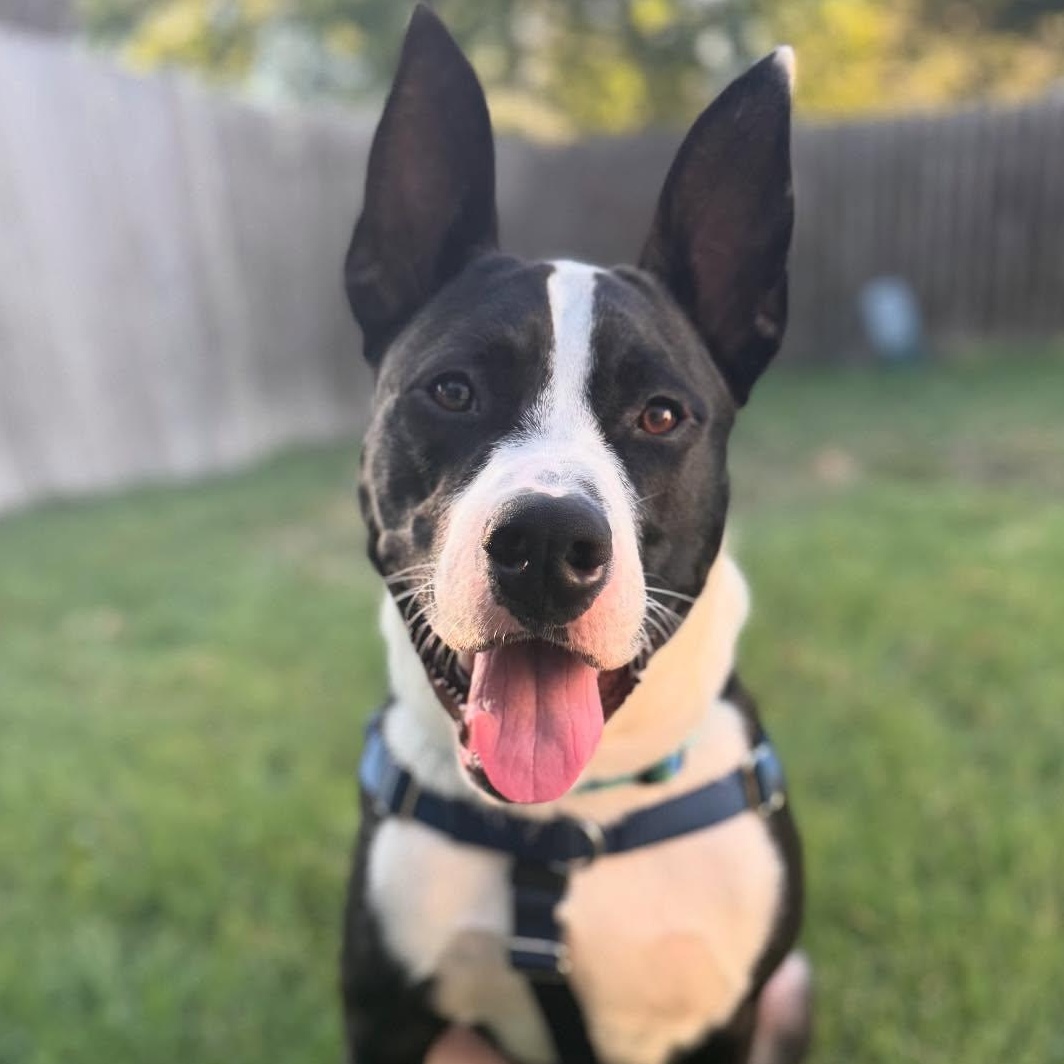 Enlarge Agent - **ADOPTION FEE WAIVED**, an adopted mixed breed in San Antonio, TX image 1/5