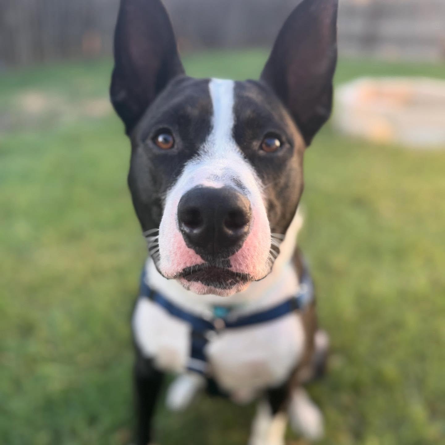 Enlarge Agent - **ADOPTION FEE WAIVED**, an adopted mixed breed in San Antonio, TX image 4/5