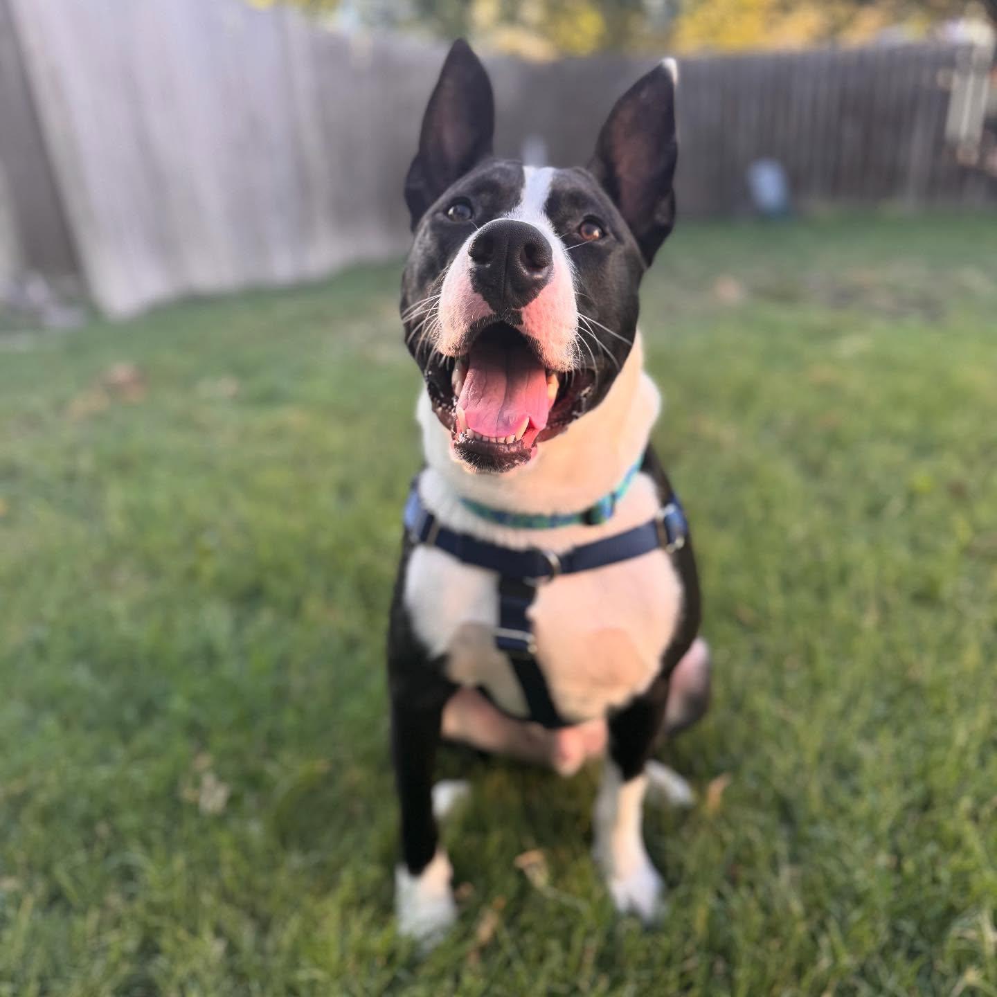 Enlarge Agent - **ADOPTION FEE WAIVED**, an adopted mixed breed in San Antonio, TX image 5/5