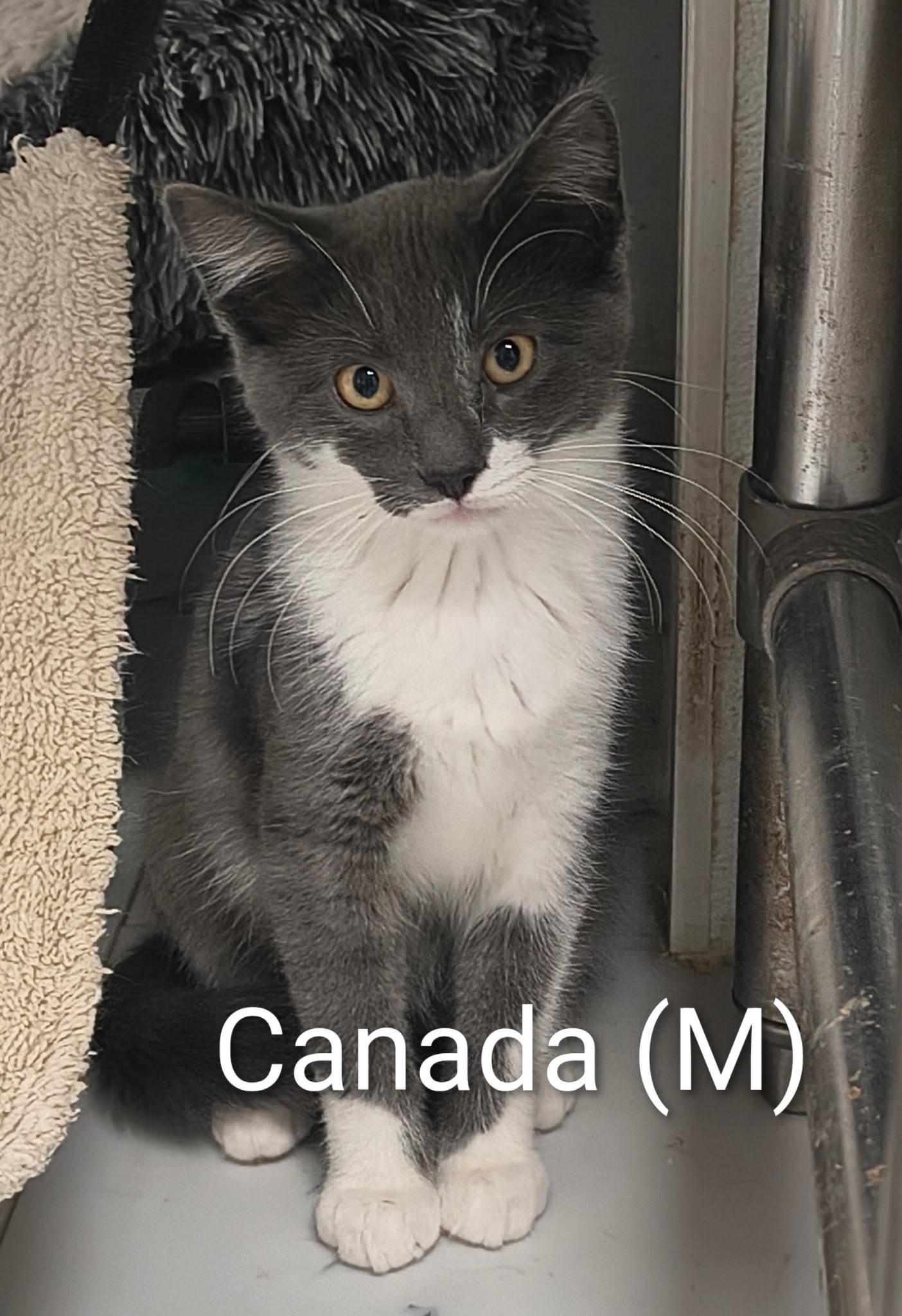 Enlarge Canada, a Adoptable Domestic Short Hair in Saugerties, NY image 1/3