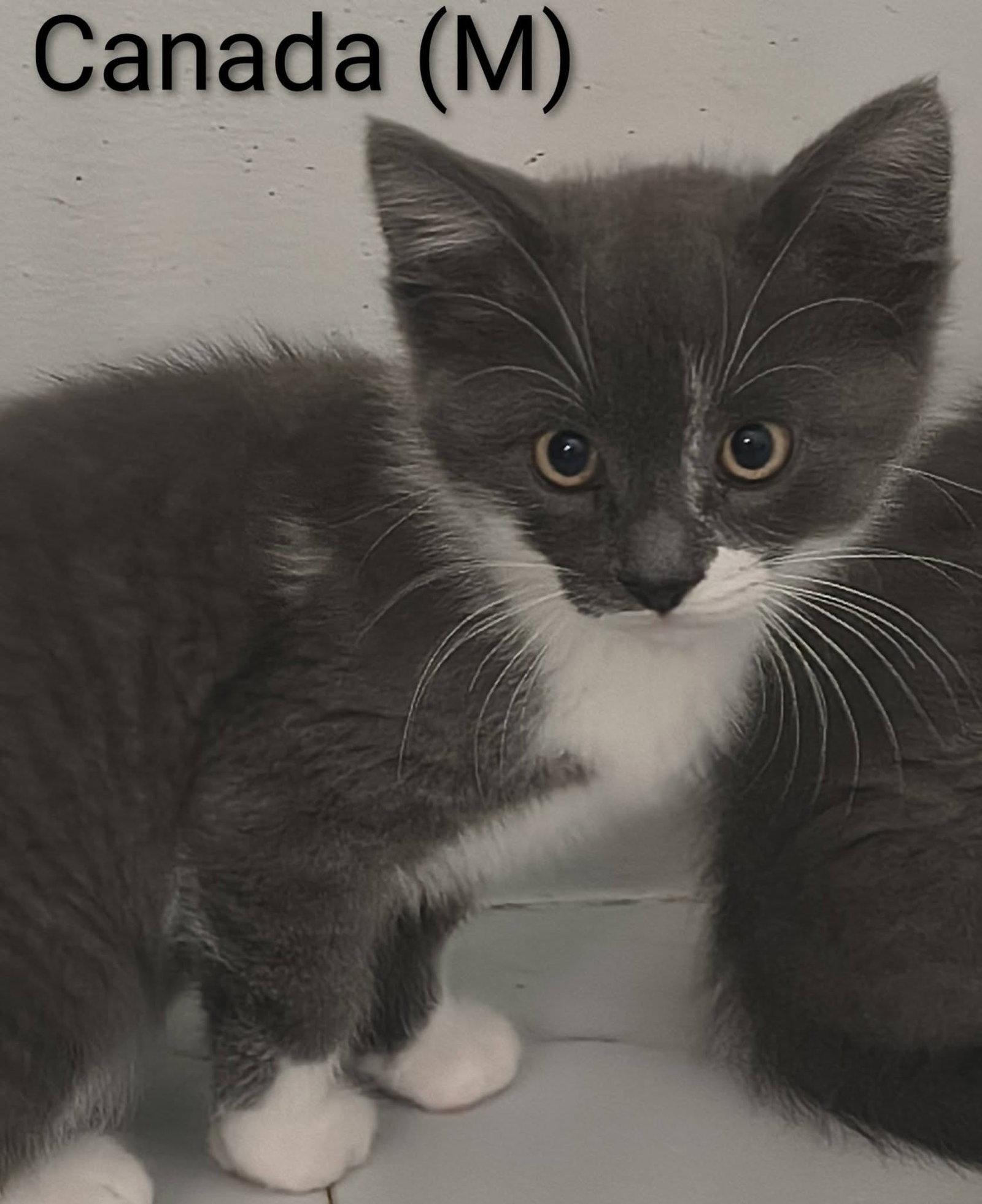 Enlarge Canada, a Adoptable Domestic Short Hair in Saugerties, NY image 2/3