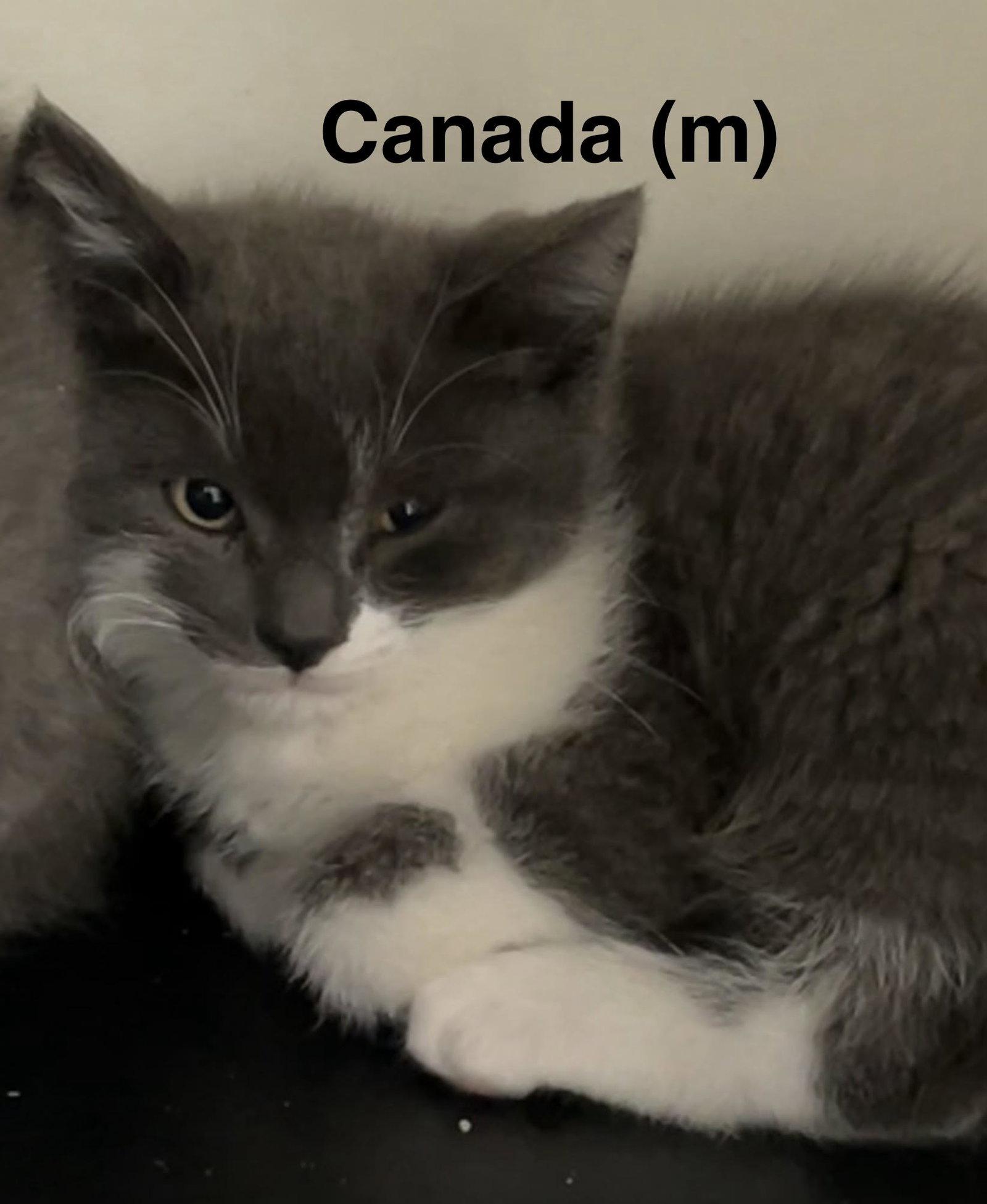 Canada, Adoptable, Kitten Male Domestic Short Hair.