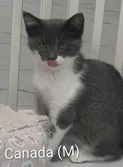 Enlarge Canada, a Adoptable Domestic Short Hair in Saugerties, NY image 3/3