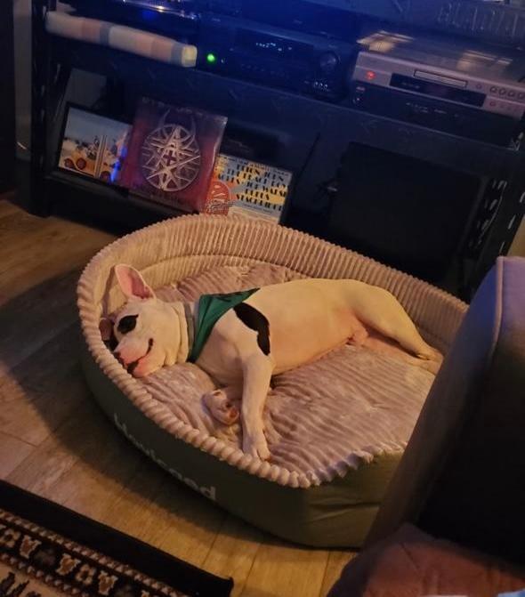 Enlarge MJ, a ADOPTABLE mixed breed in Milton, PA image 3/4