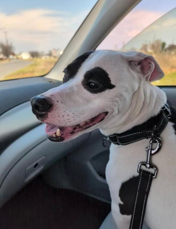 Enlarge MJ, a ADOPTABLE mixed breed in Milton, PA image 4/4