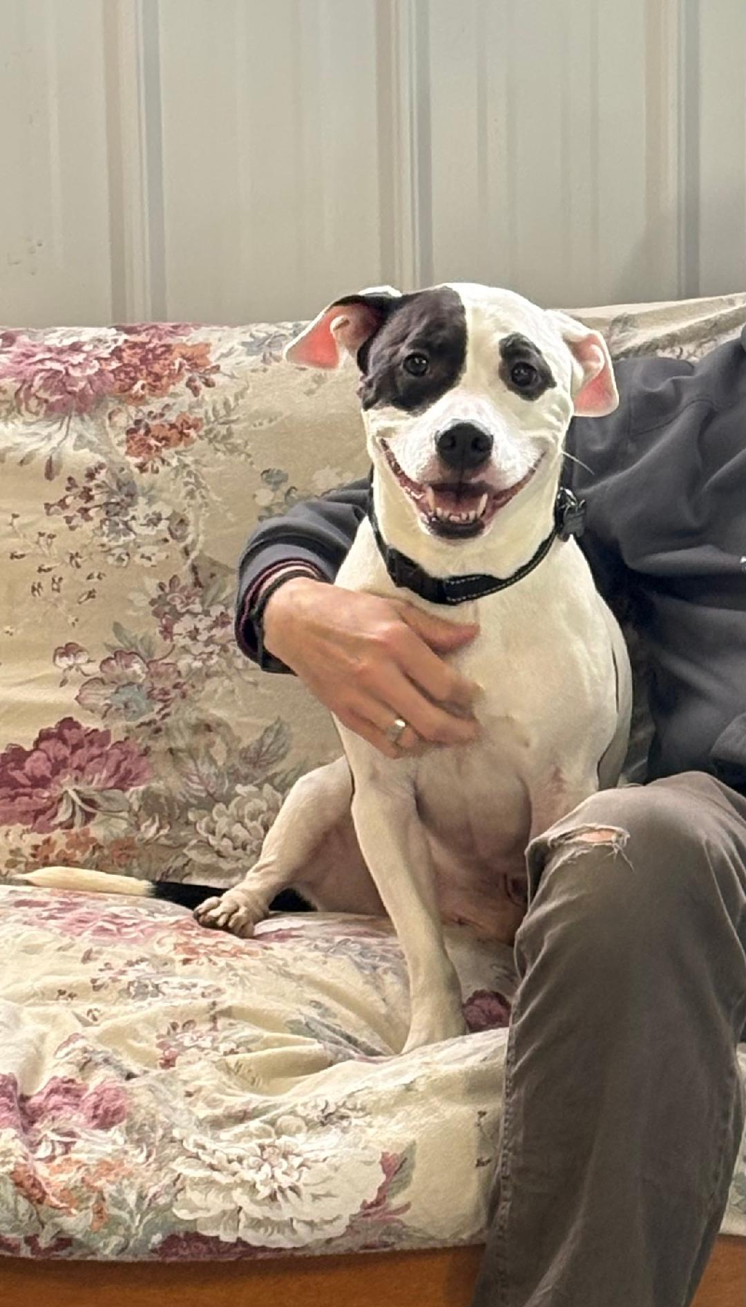 MJ, ADOPTABLE, Adult Male Bull Terrier.