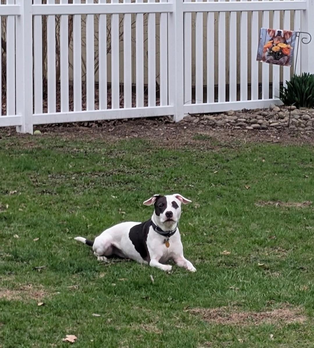 Enlarge MJ, a ADOPTABLE mixed breed in Milton, PA image 2/4