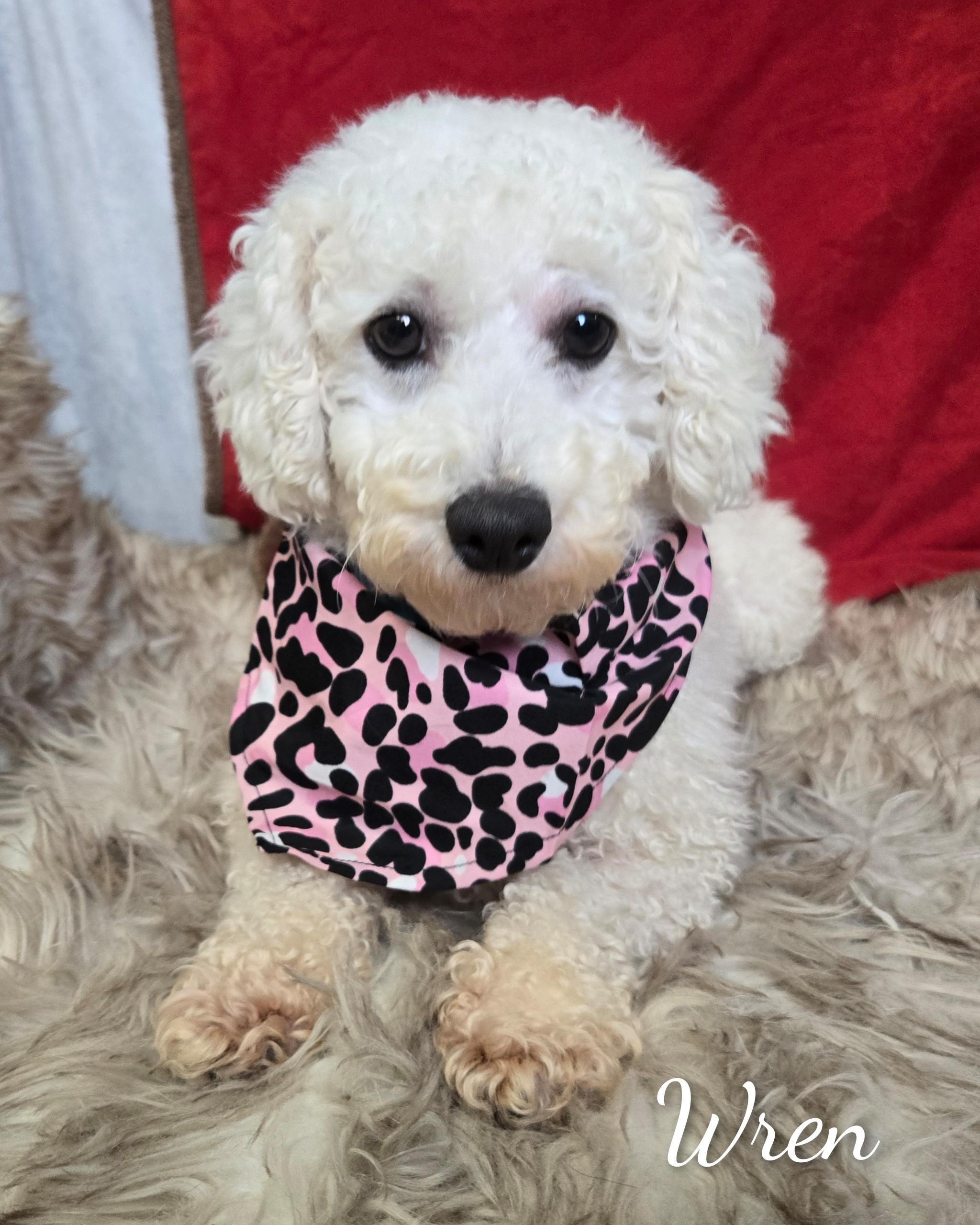 Enlarge Wren, an adoptable Bichon Frise in Fredericksburg, VA image 1/6