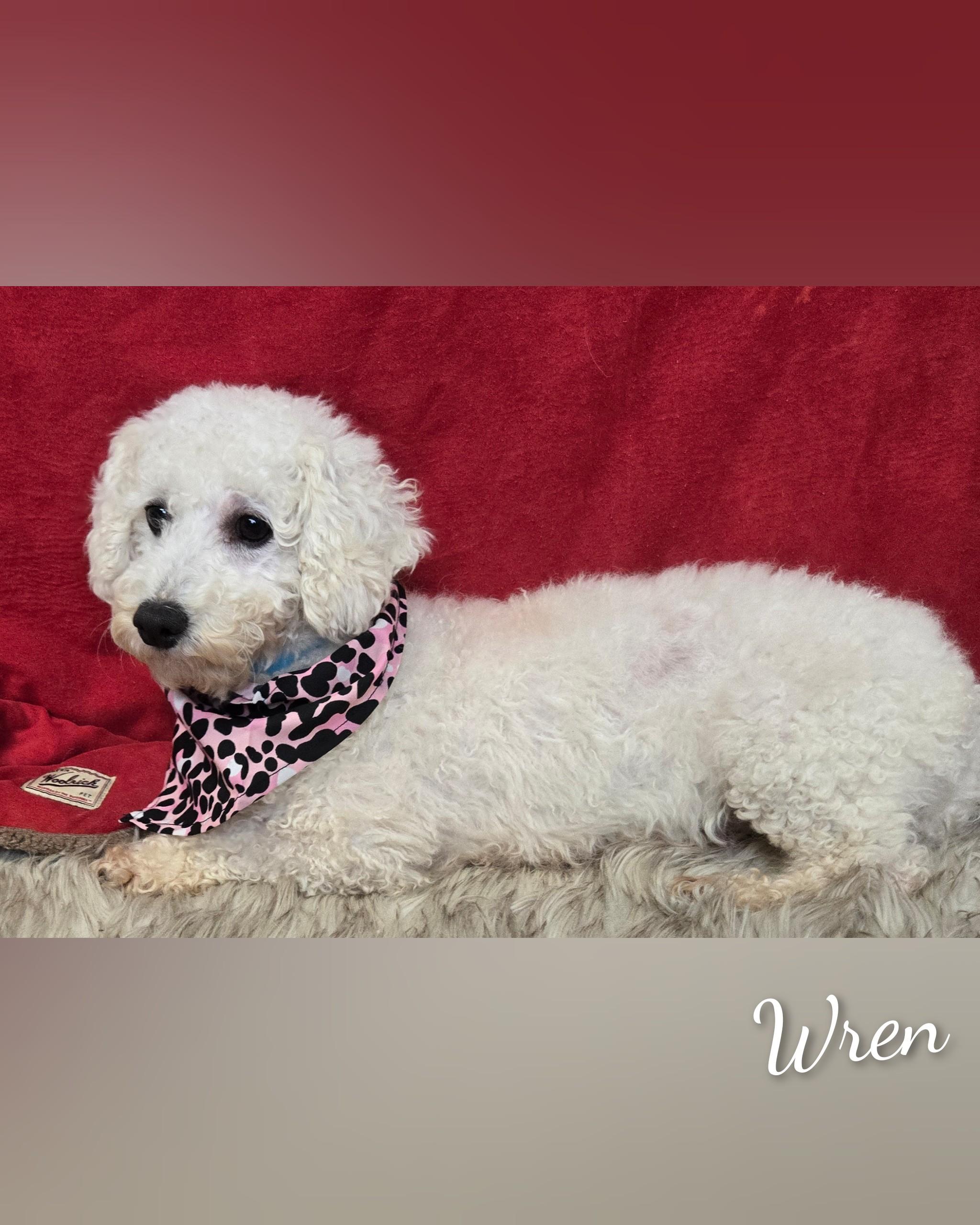 Enlarge Wren, an adoptable Bichon Frise in Fredericksburg, VA image 4/6
