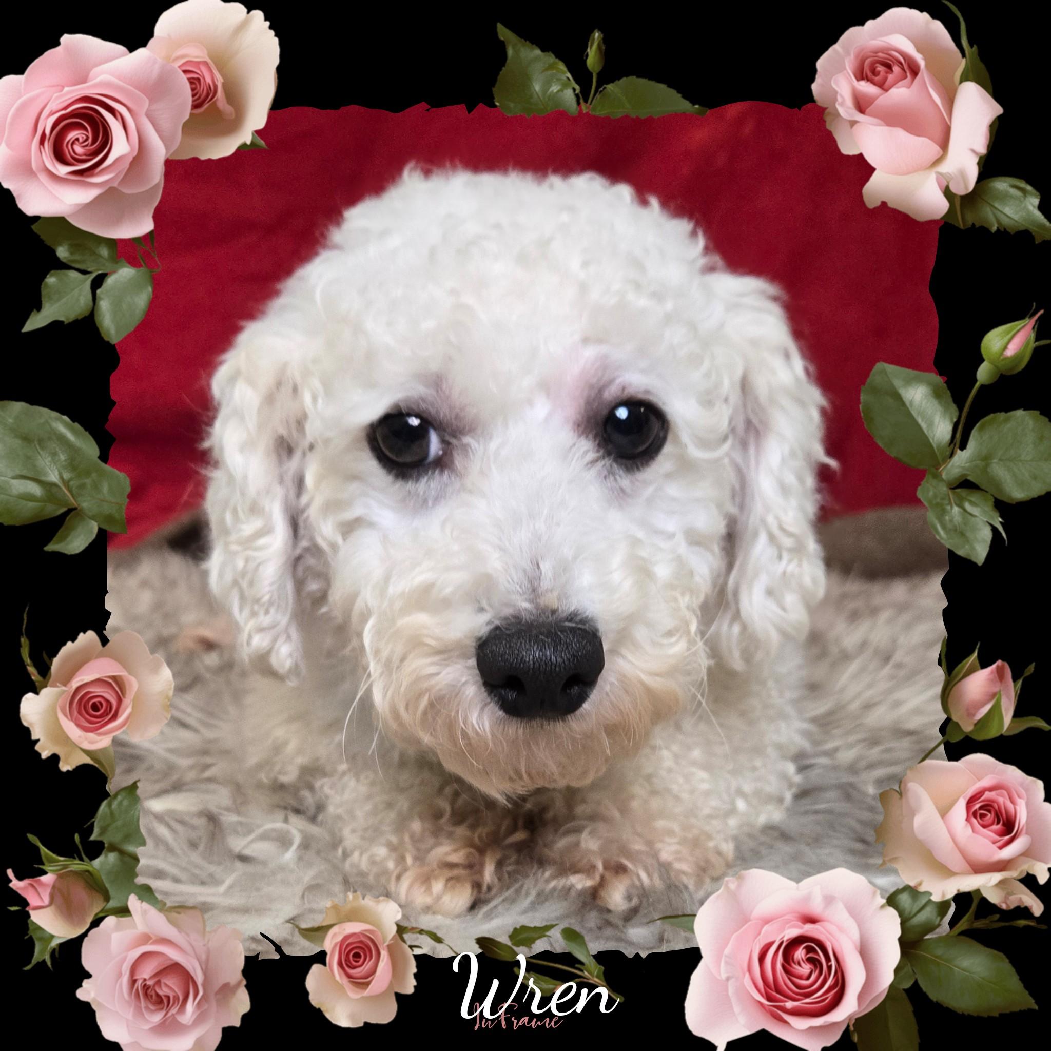 Enlarge Wren, an adoptable Bichon Frise in Fredericksburg, VA image 2/6