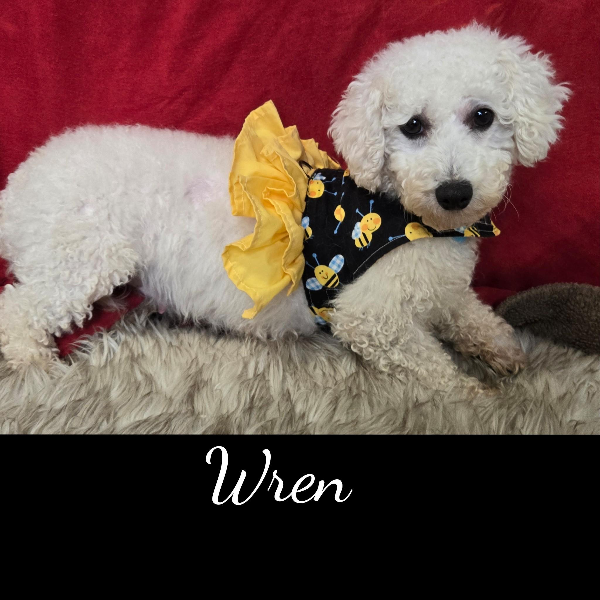 Enlarge Wren, an adoptable Bichon Frise in Fredericksburg, VA image 6/6