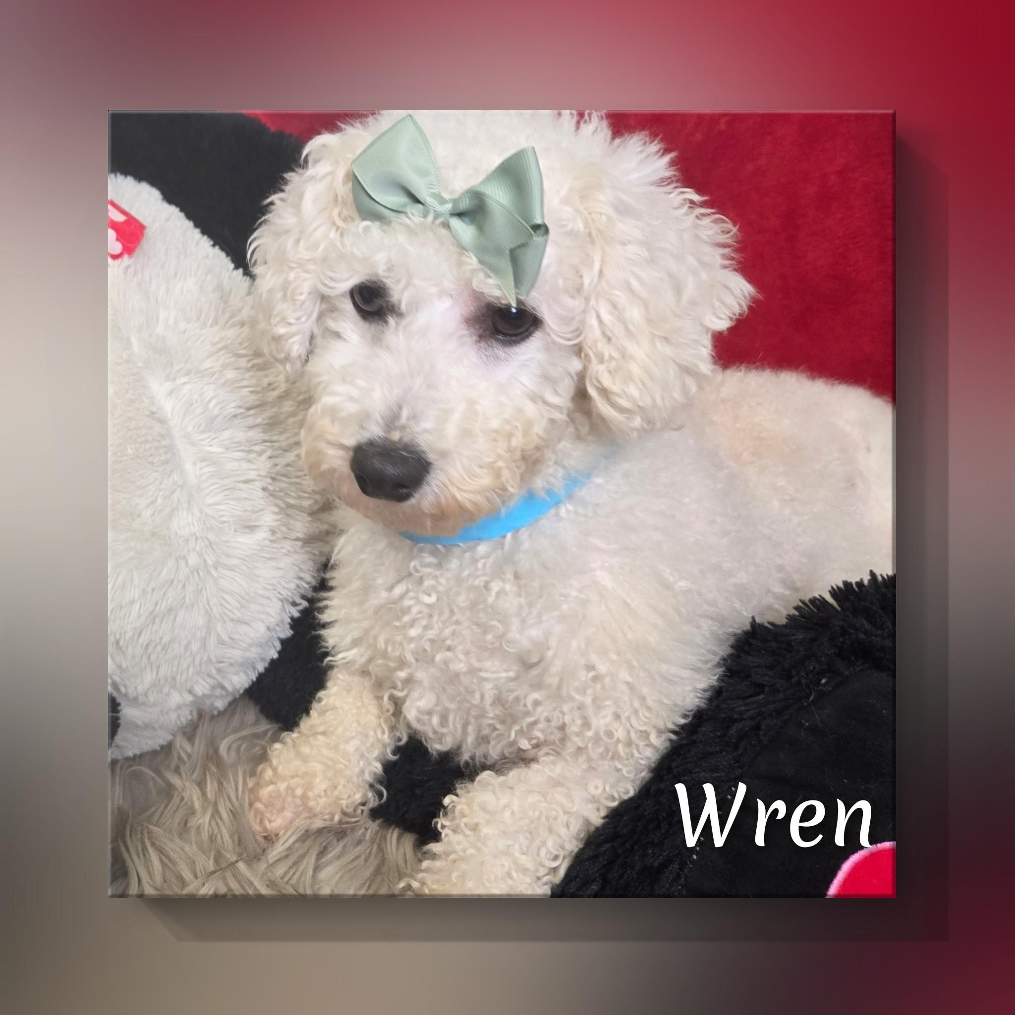 Enlarge Wren, an adoptable Bichon Frise in Fredericksburg, VA image 3/6