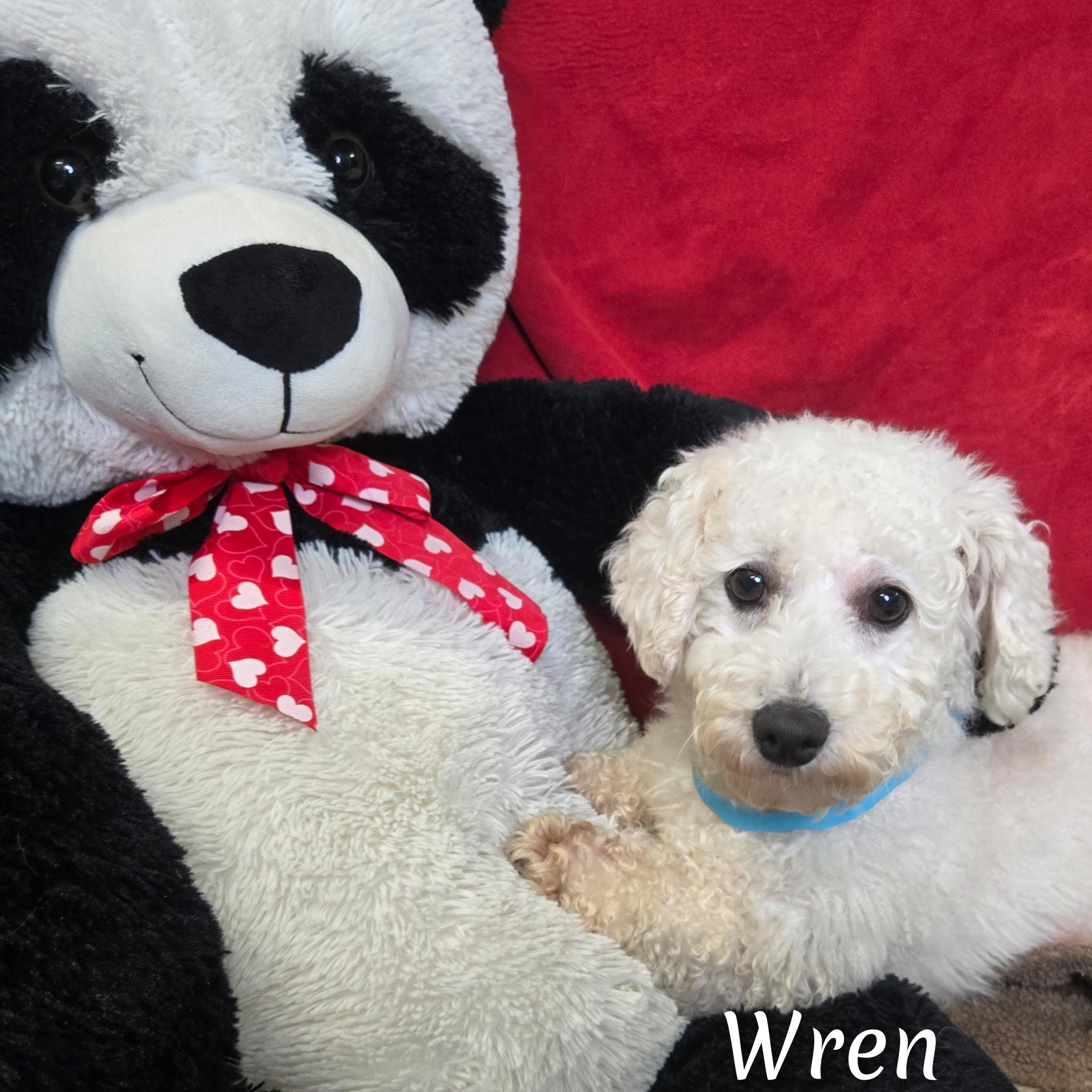 Enlarge Wren, an adoptable Bichon Frise in Fredericksburg, VA image 5/6