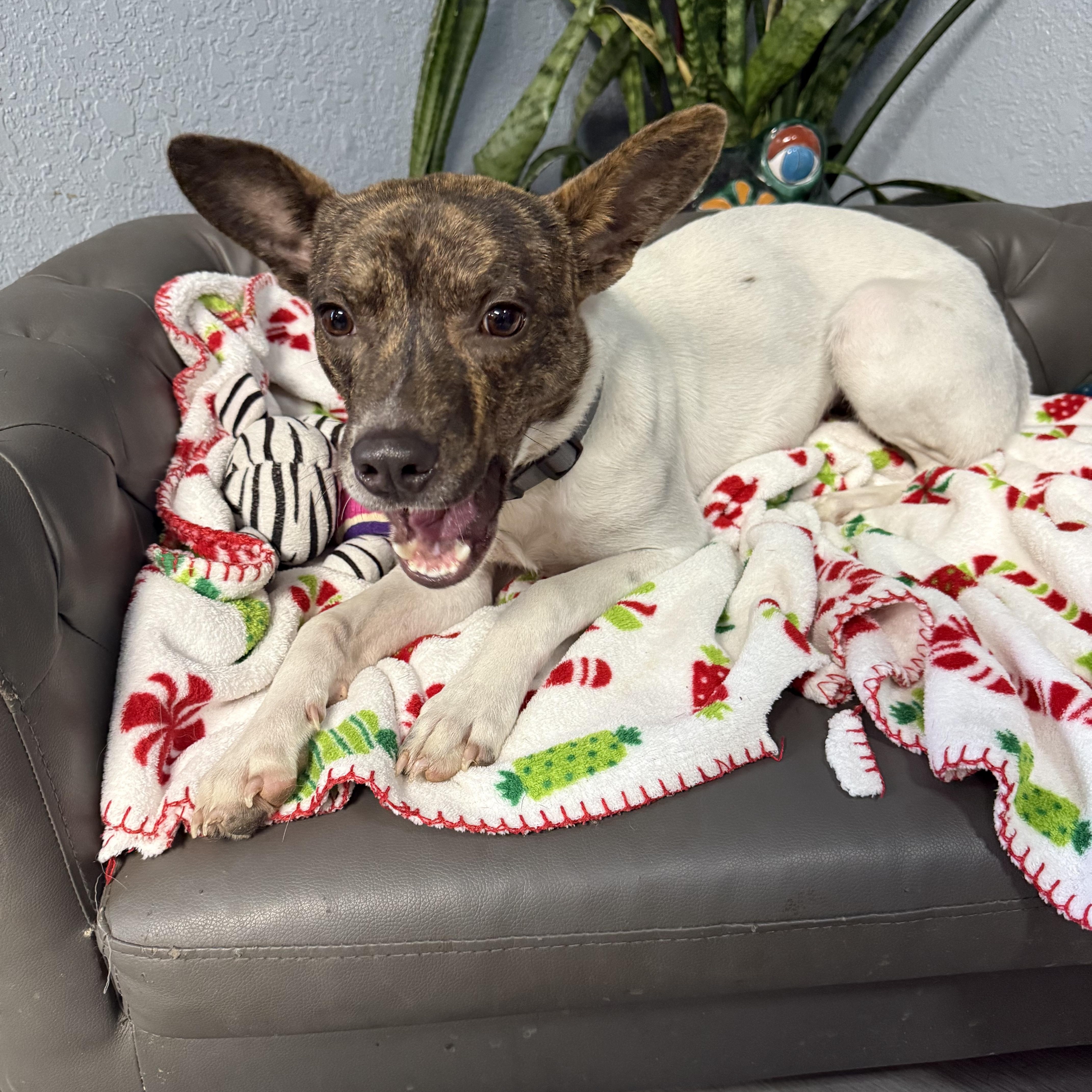 Enlarge Buddy Rich, a Adoptable mixed breed in Mendham , NJ image 6/6
