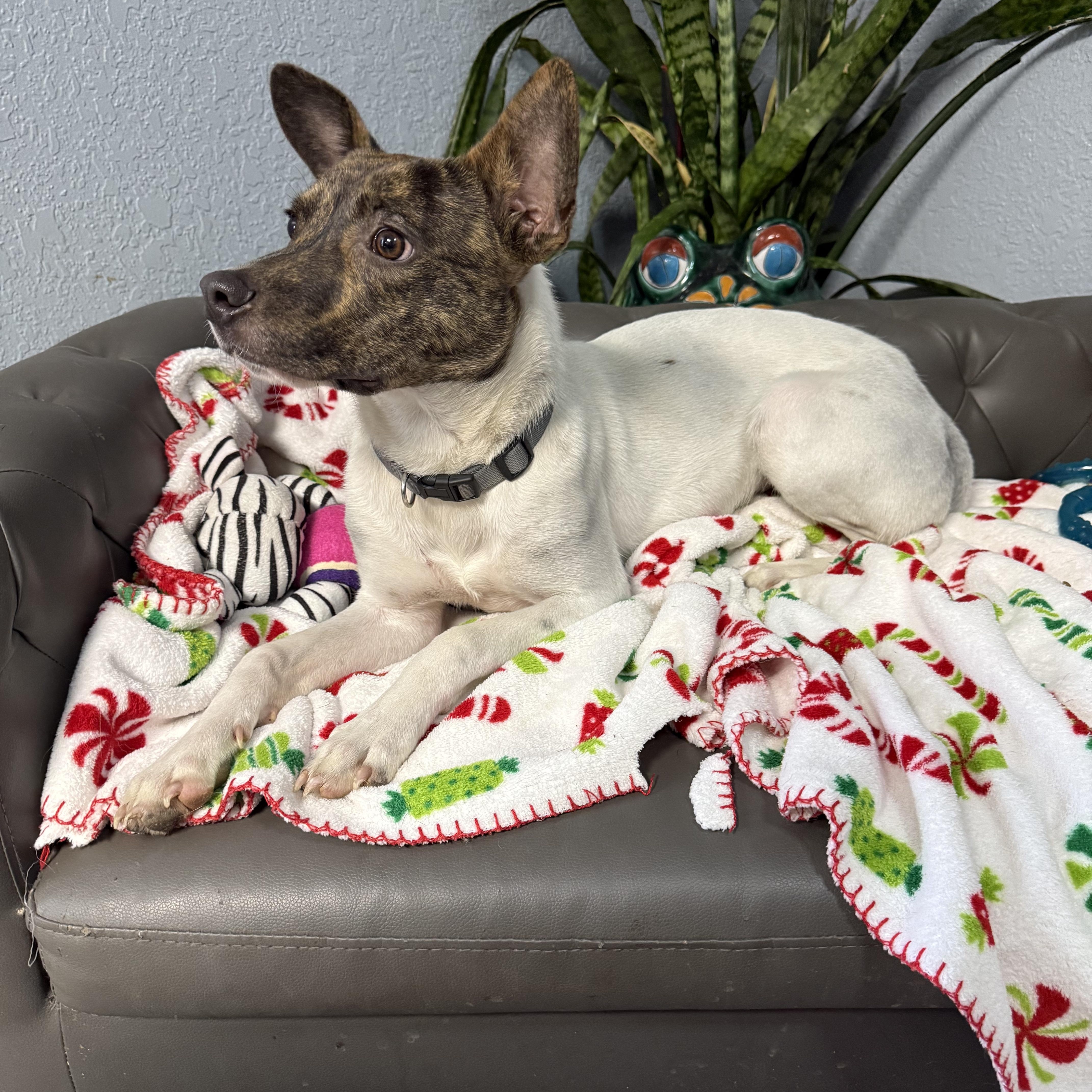 Enlarge Buddy Rich, a Adoptable mixed breed in Mendham , NJ image 5/6