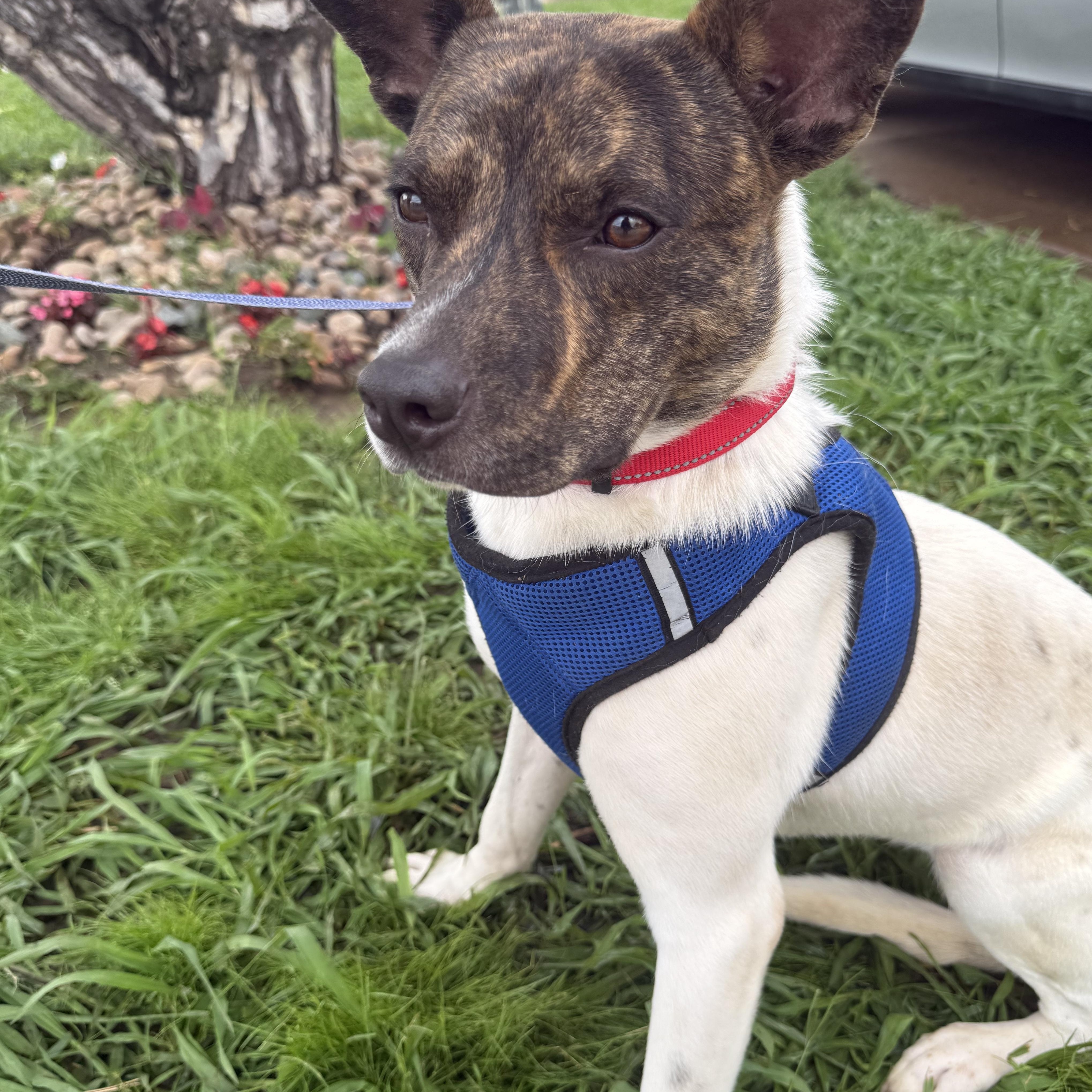 Enlarge Buddy Rich, a Adoptable mixed breed in Mendham , NJ image 3/6