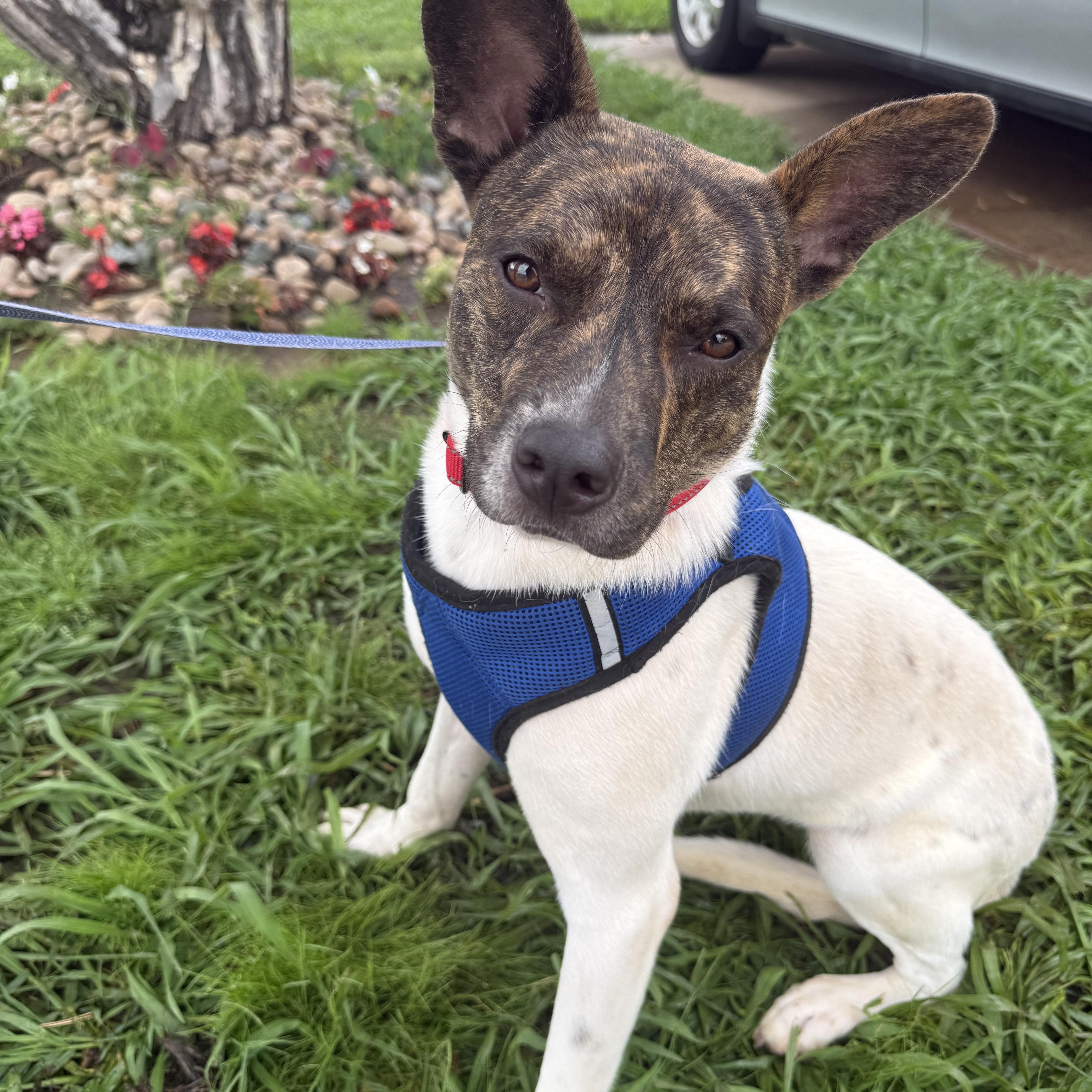 Enlarge Buddy Rich, a Adoptable mixed breed in Mendham , NJ image 2/6