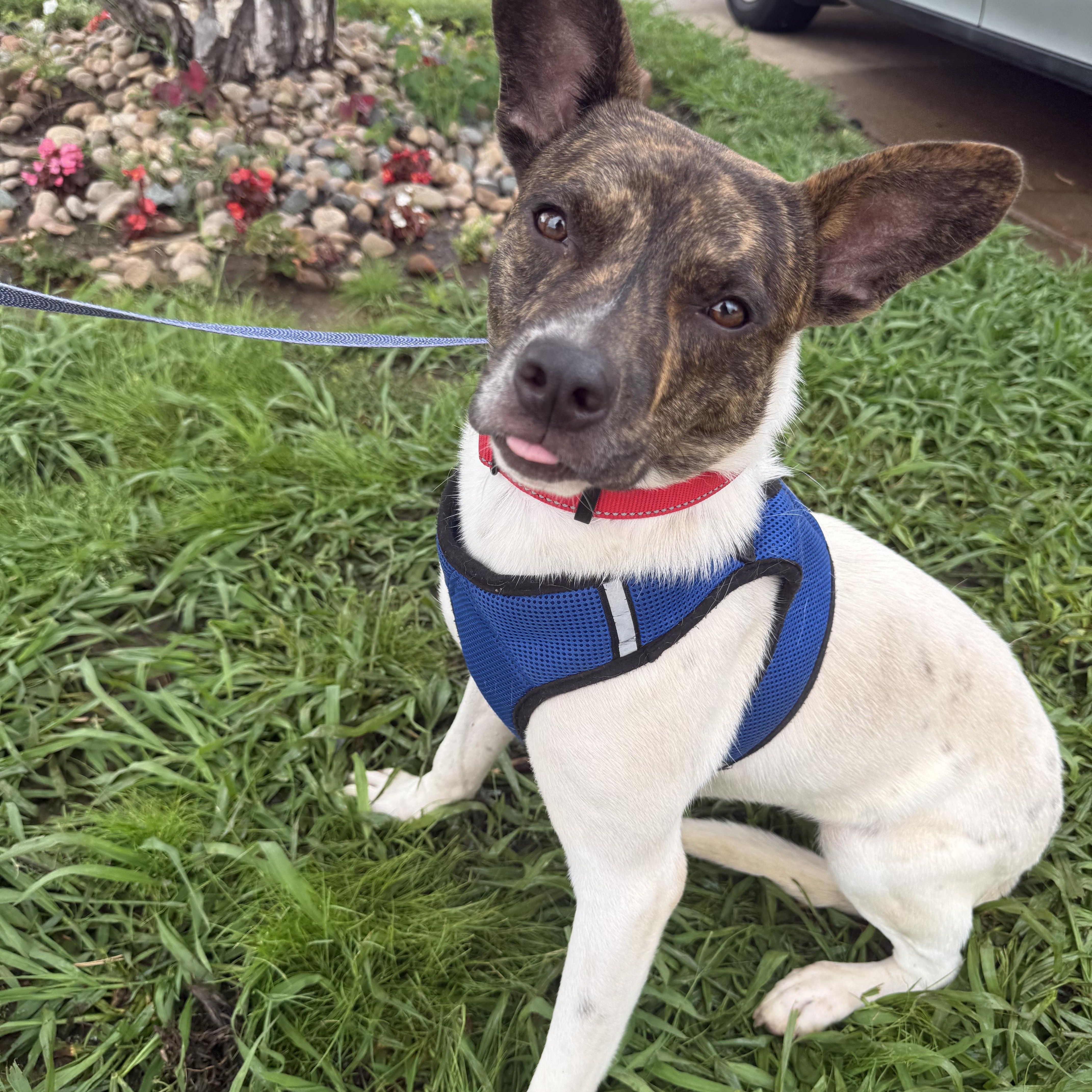 Enlarge Buddy Rich, a Adoptable mixed breed in Mendham , NJ image 1/6