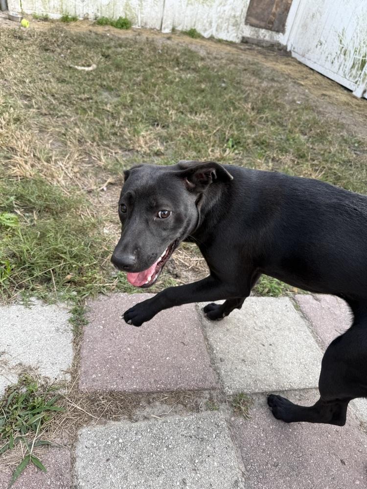 Enlarge Ember, a Adoptable mixed breed in Crescent City, FL image 1/4